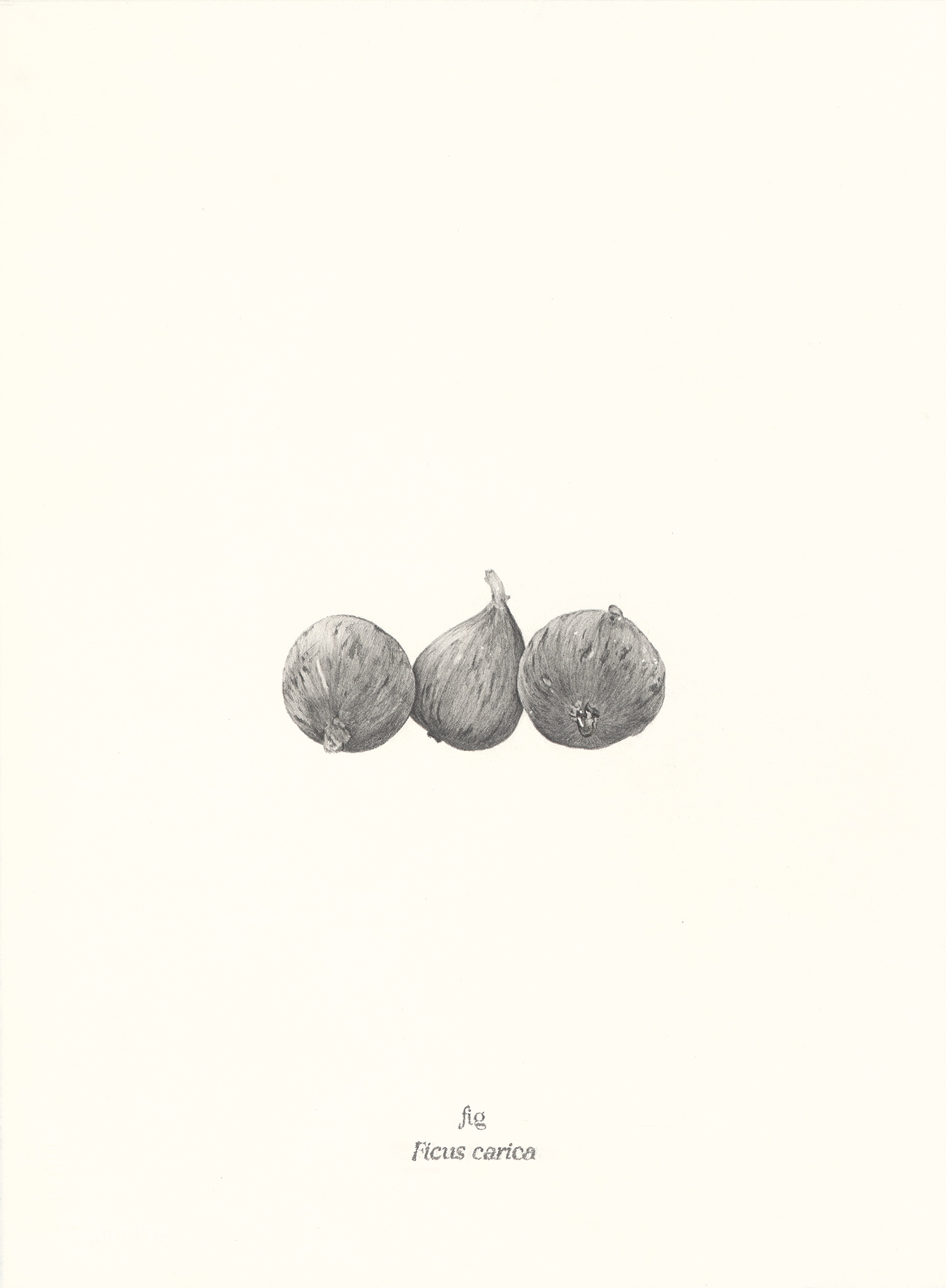   Fig , 2026, graphite pencil on paper, 15 × 11” 