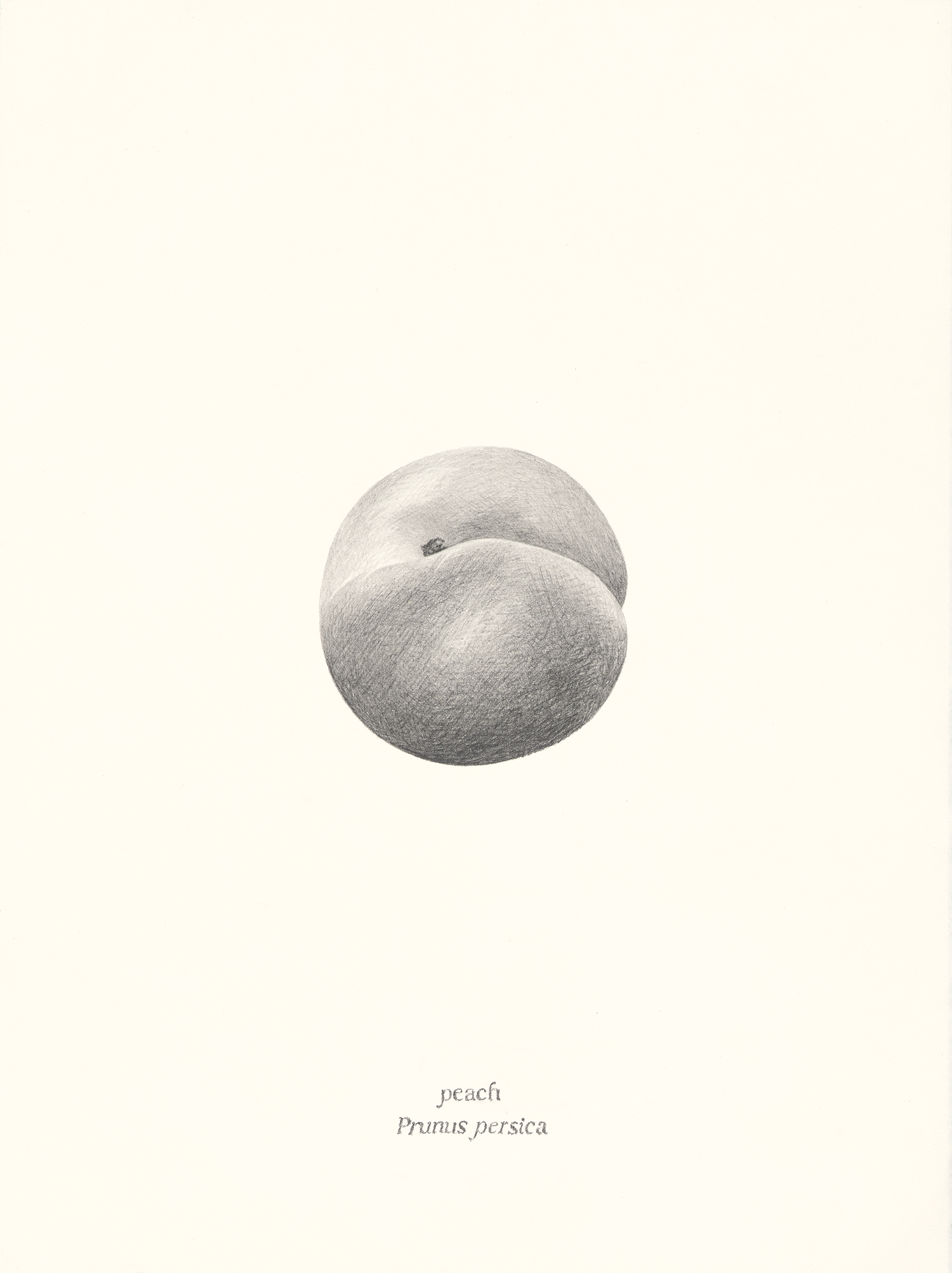   Peach , 2026, graphite pencil on paper, 15 × 11” 