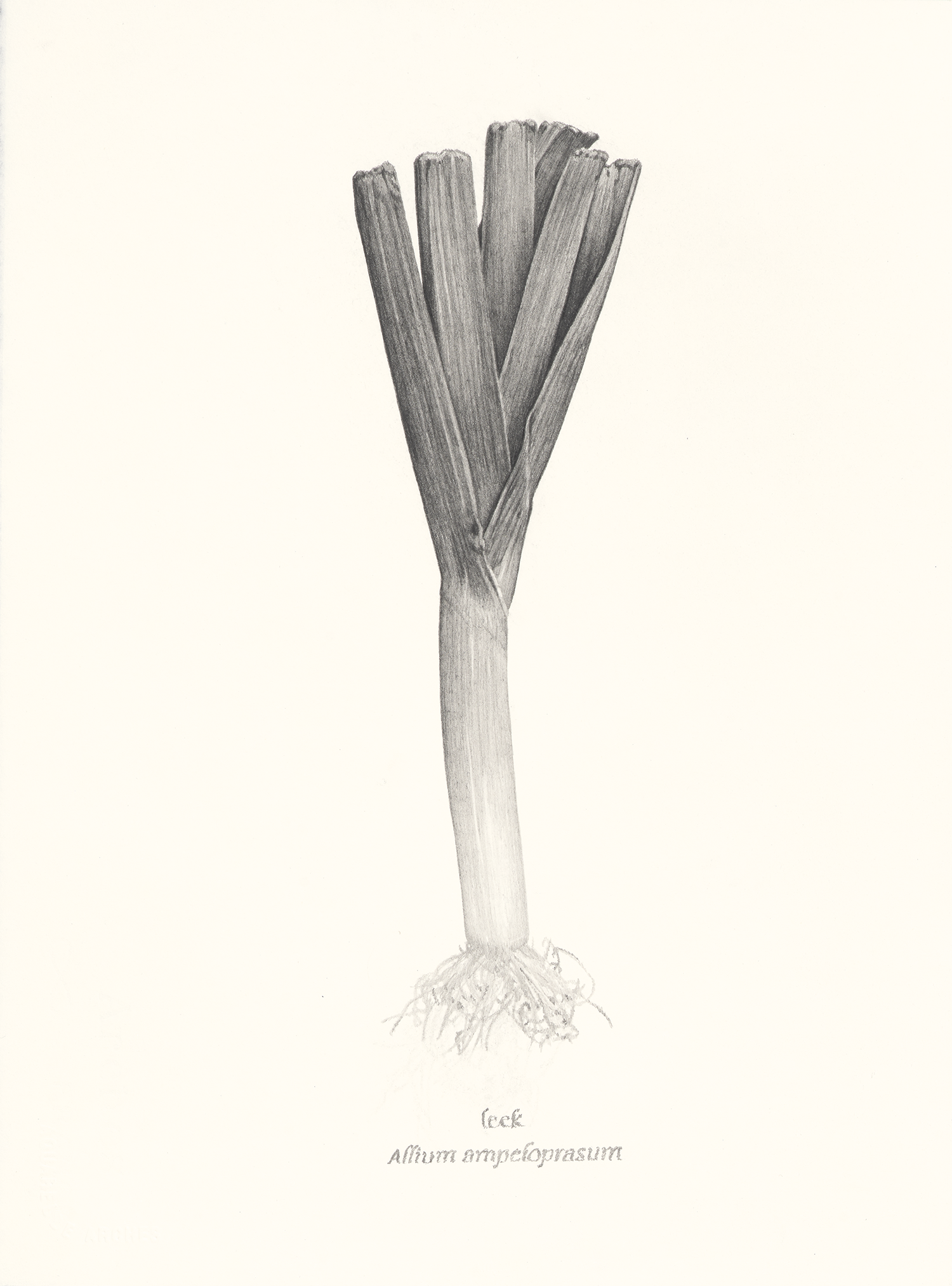   Leek , 2026, graphite pencil on paper, 15 × 11” 