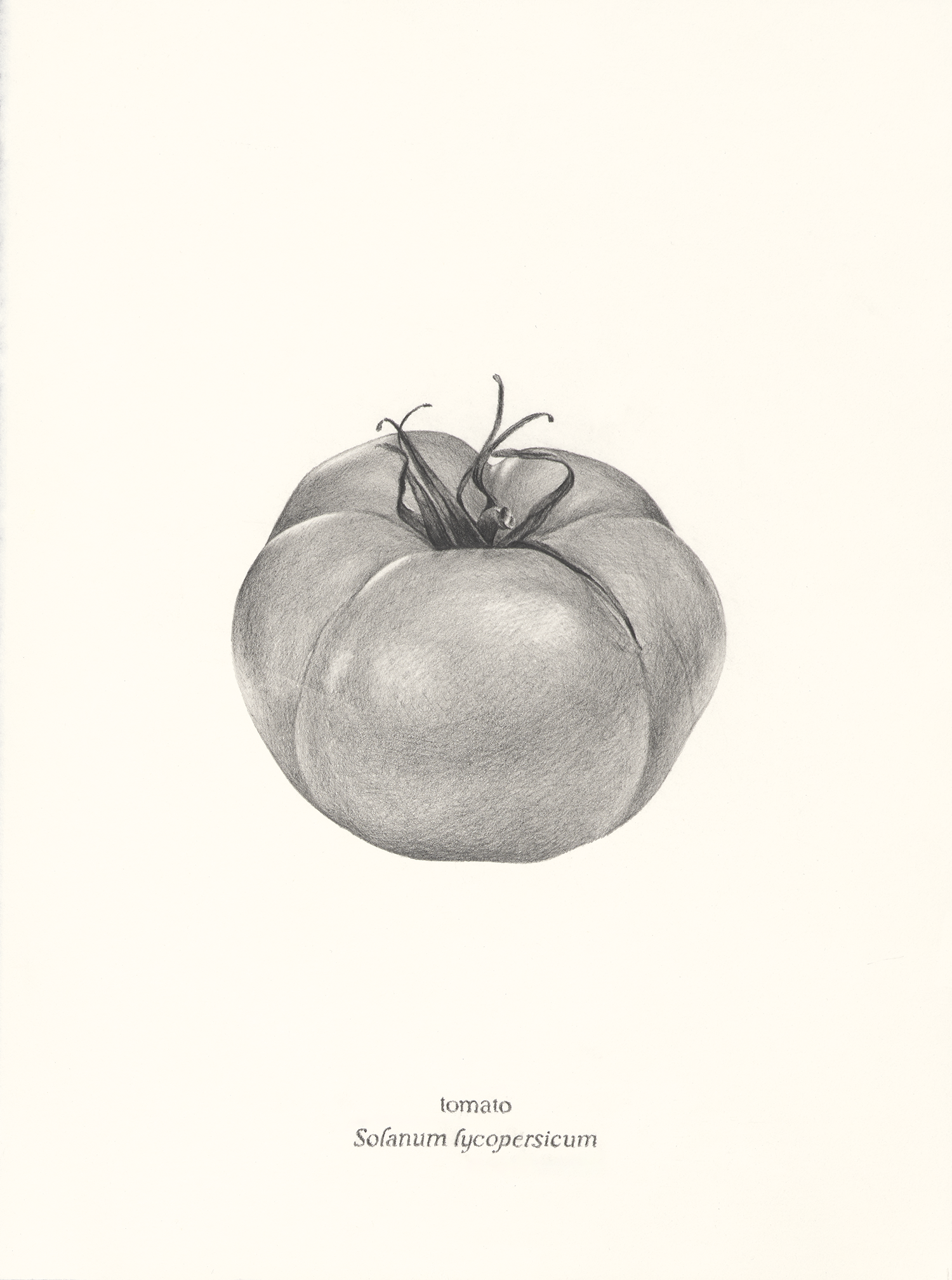   Tomato , 2026, graphite pencil on paper, 15 × 11”  *SOLD* 