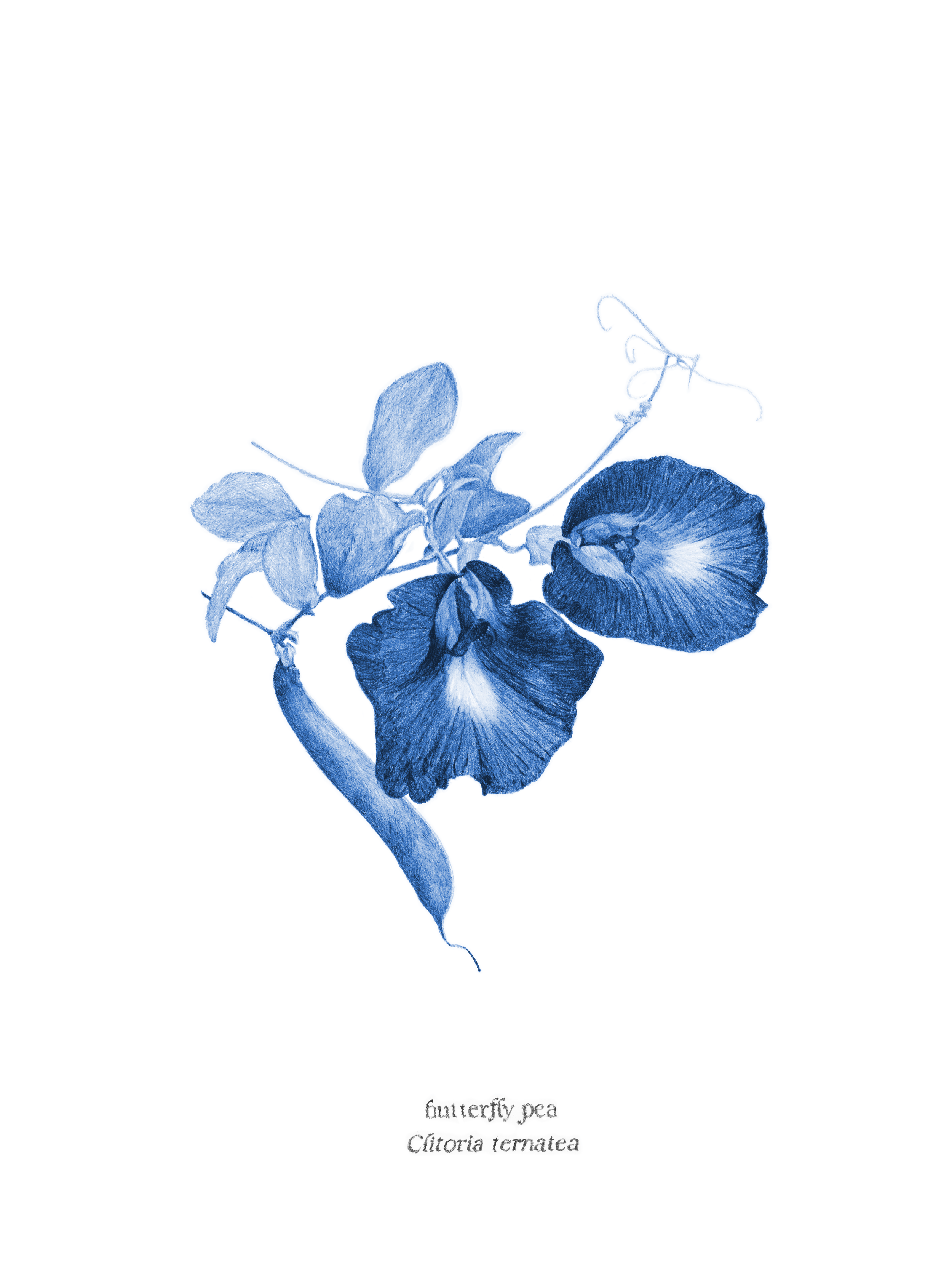Blue Butterfly Pea copy.png