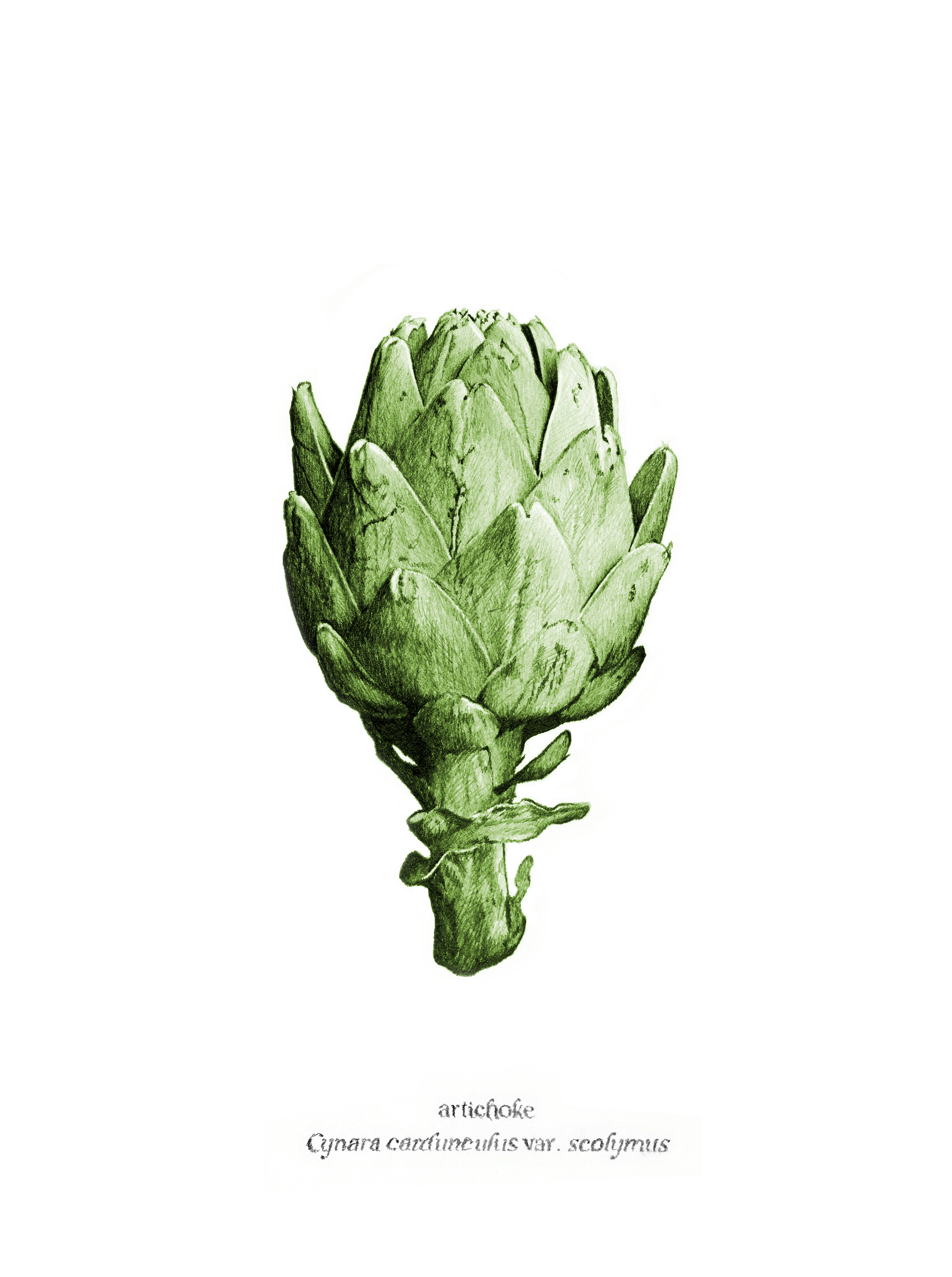   Artichoke, 2026, Aari  