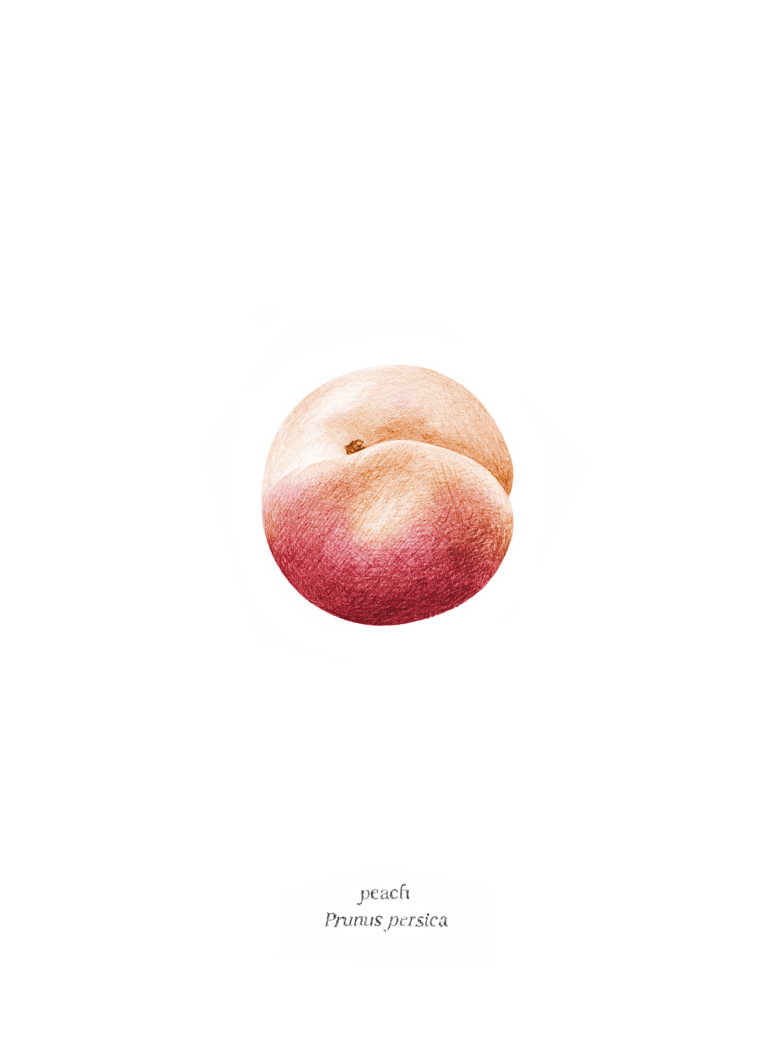   Peach , 2026, archival pigment print, 10 × 8” 