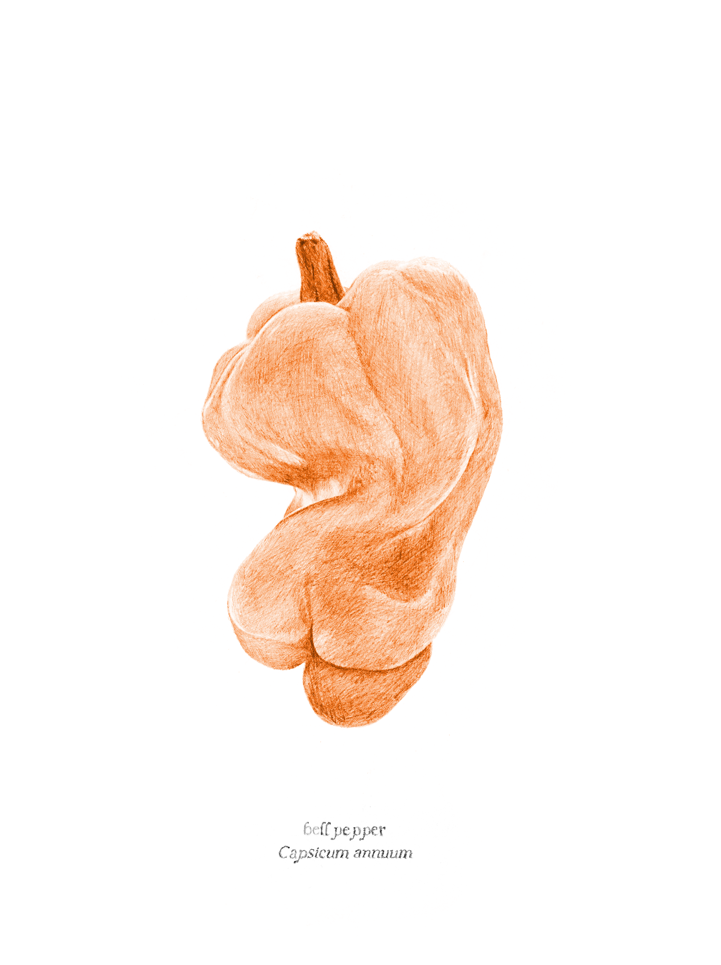   Bell Pepper , 2026, archival pigment print, 10 × 8” 
