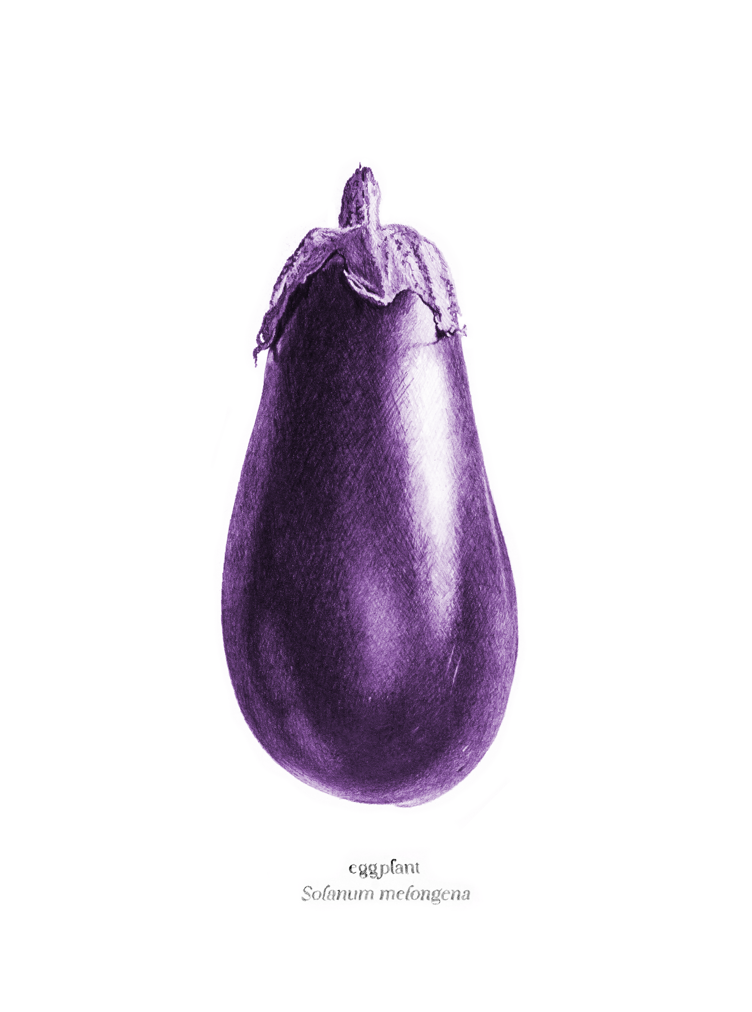   Eggplant , 2026, archival pigment print, 10 × 8” 
