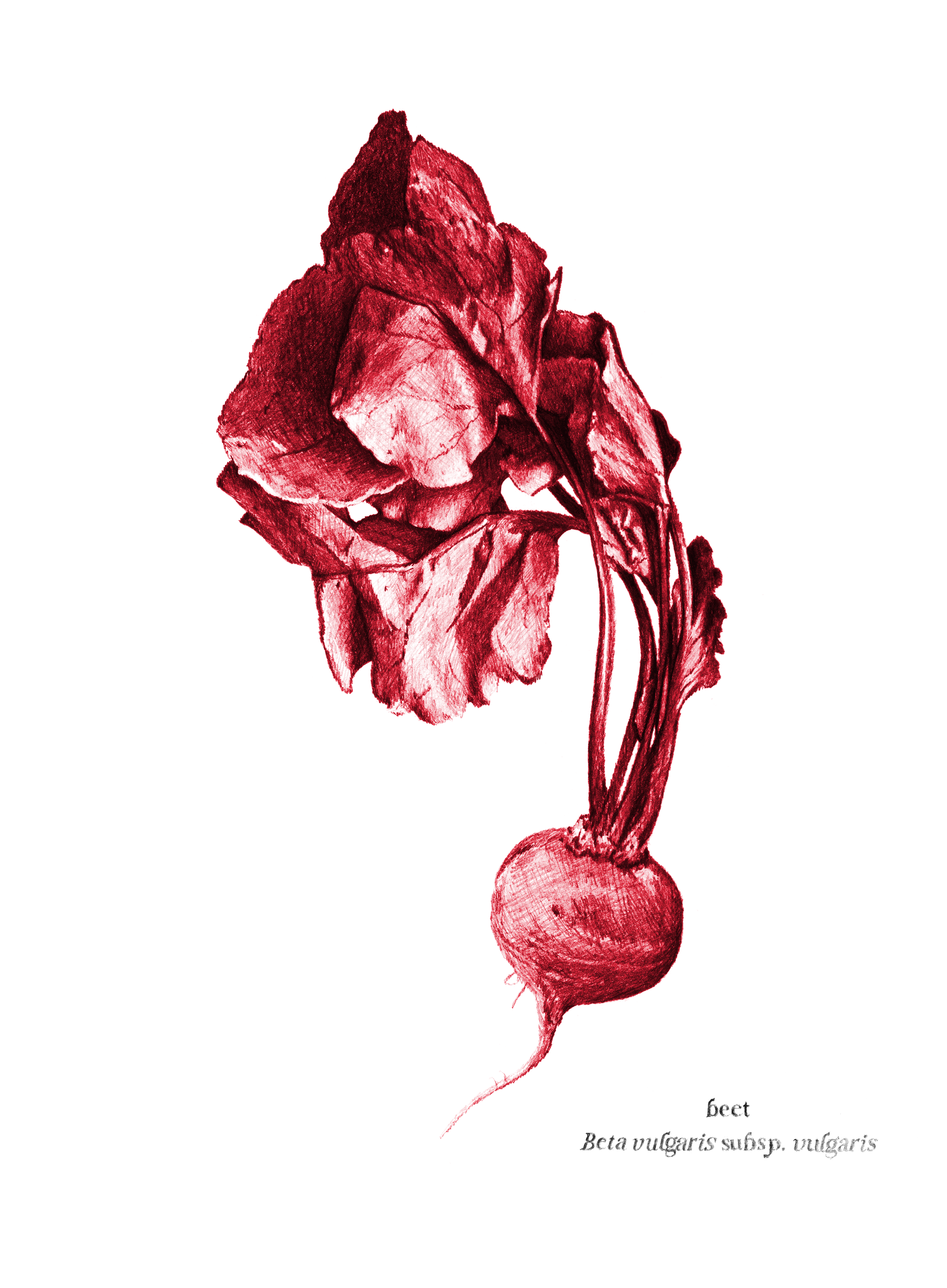   Beet , 2026, archival pigment print, 10 × 8” 