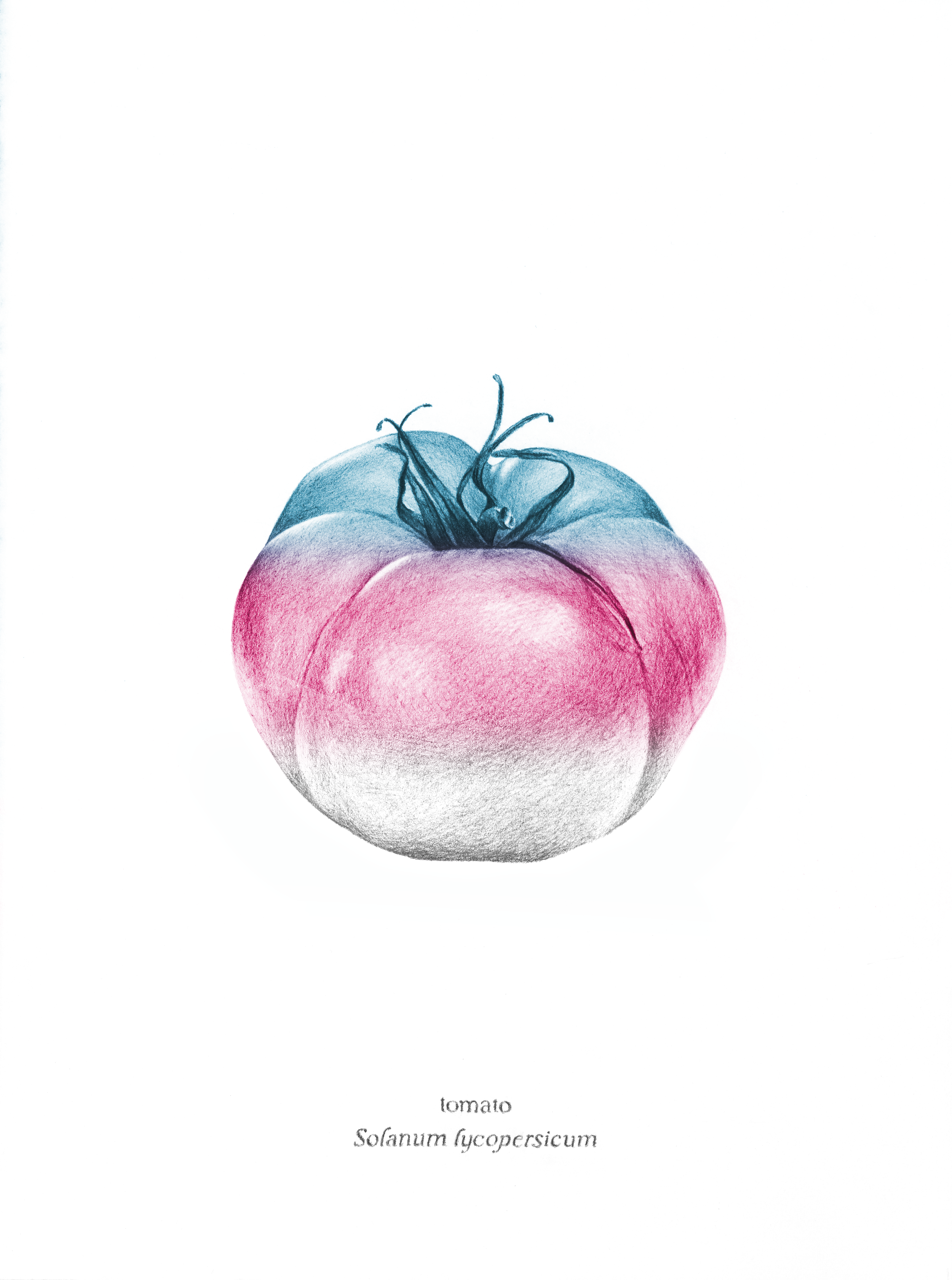   Trans Tomato , 2026, archival pigment print, 10 × 8” 