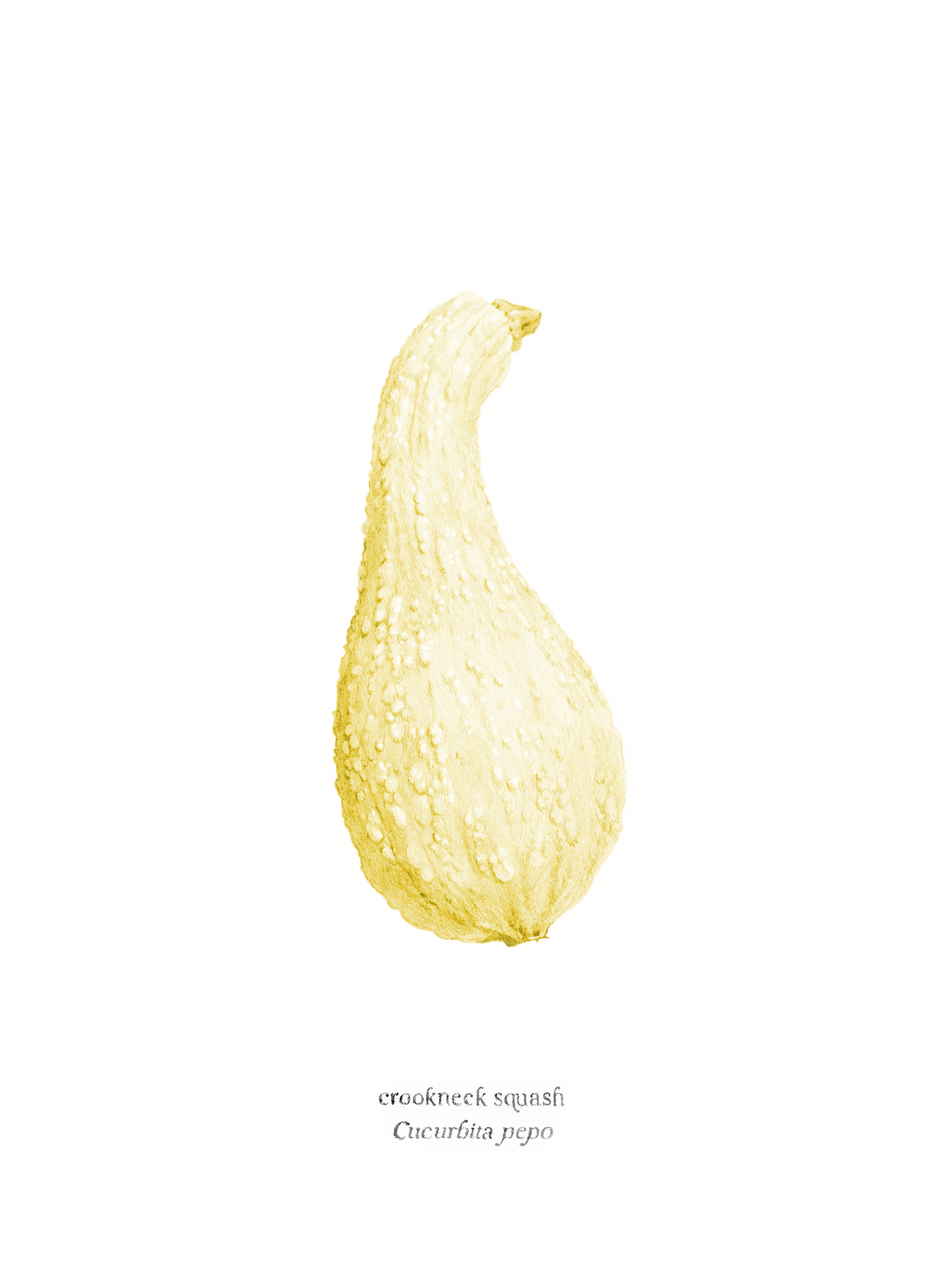   Crookneck Squash , 2026, archival pigment print, 10 × 8” 