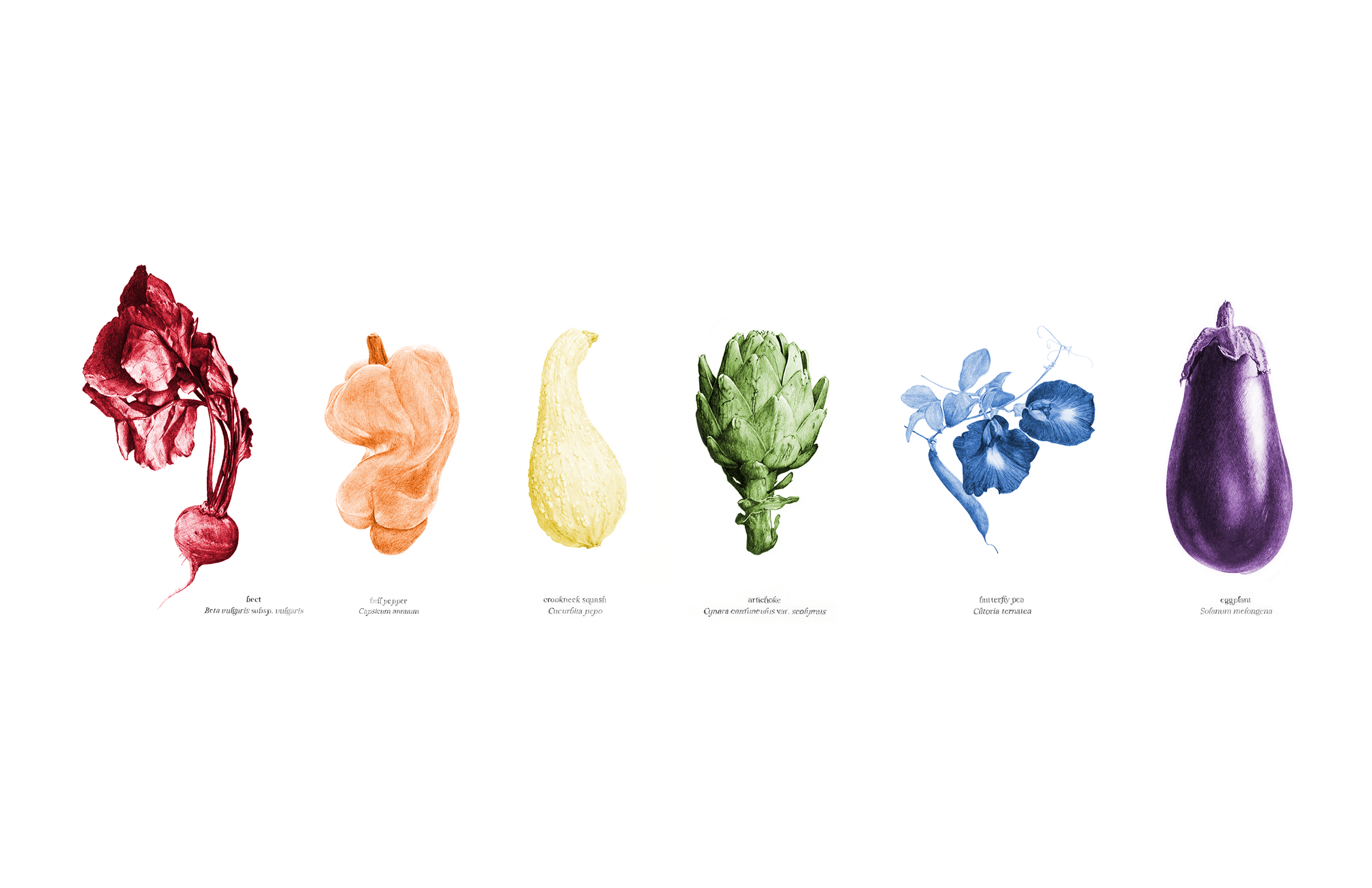   Pride Veggies , 2026, archival pigment print, 11 × 17” 