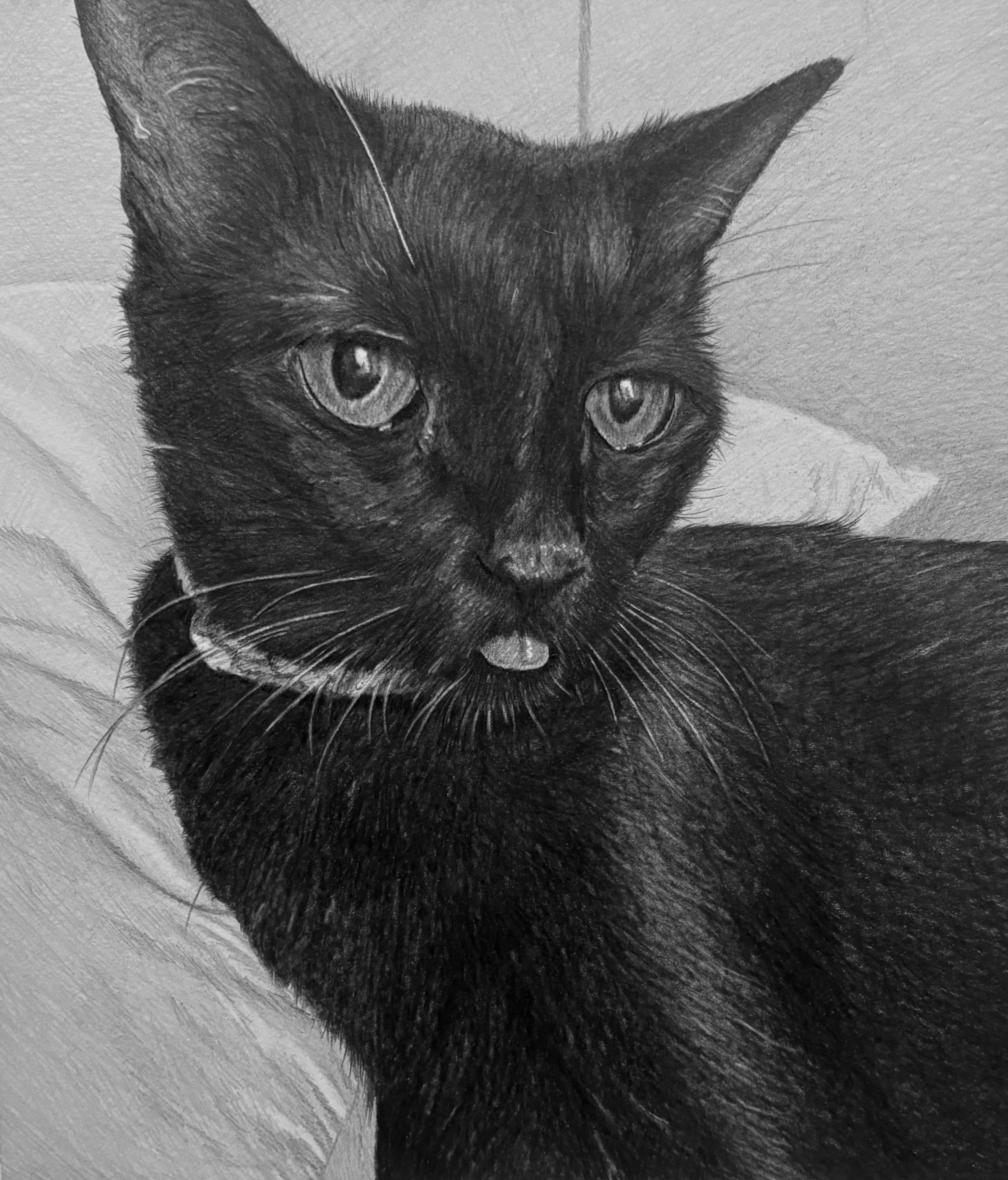   Black Cat , 2025, graphite pencil on paper, 10 x 6.5" 