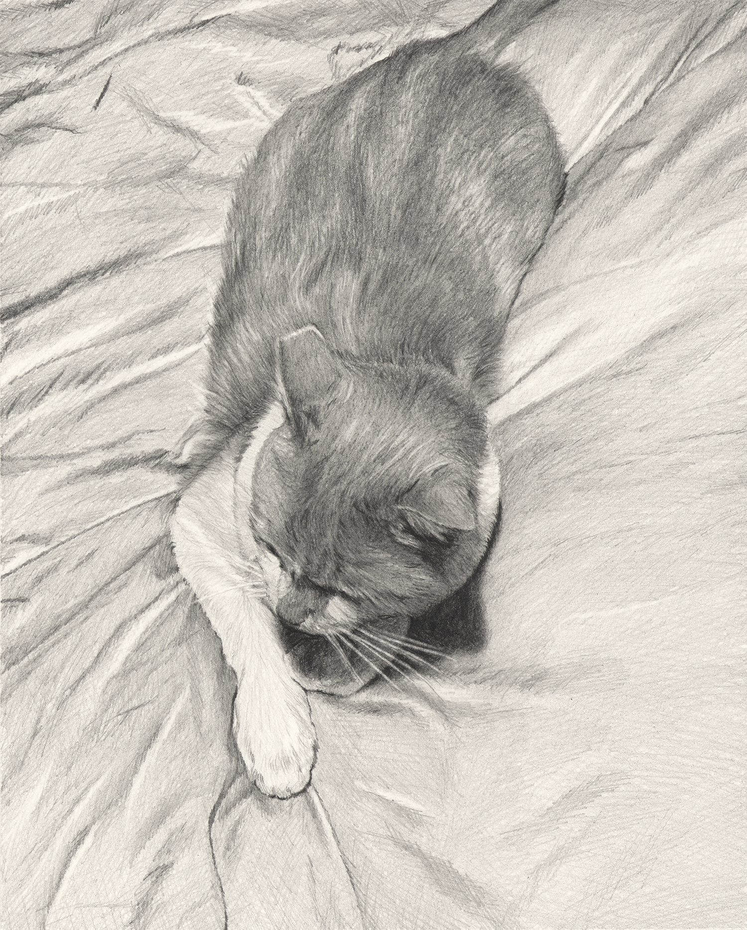   Tabby , 2026, graphite pencil on paper, 10 × 8” 