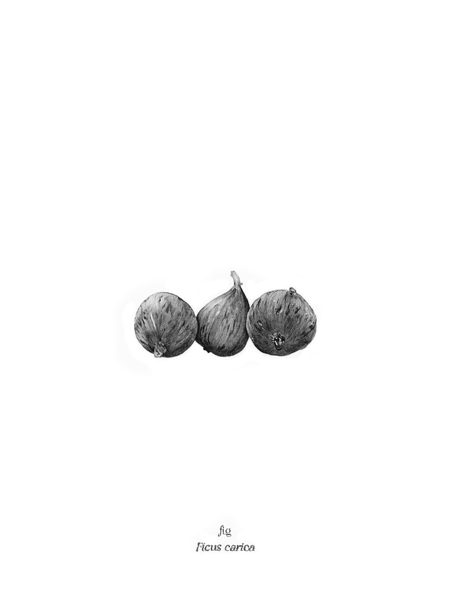   Fig , 2026, archival pigment print, 10 × 8” 