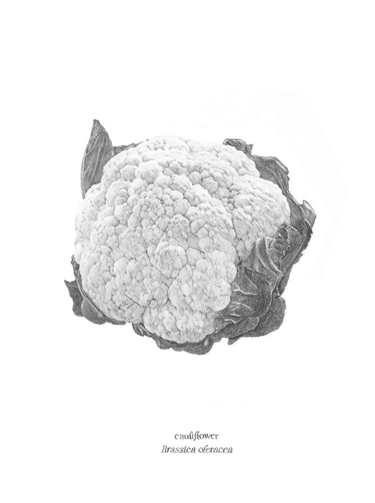 Cauliflower (print) copy.png