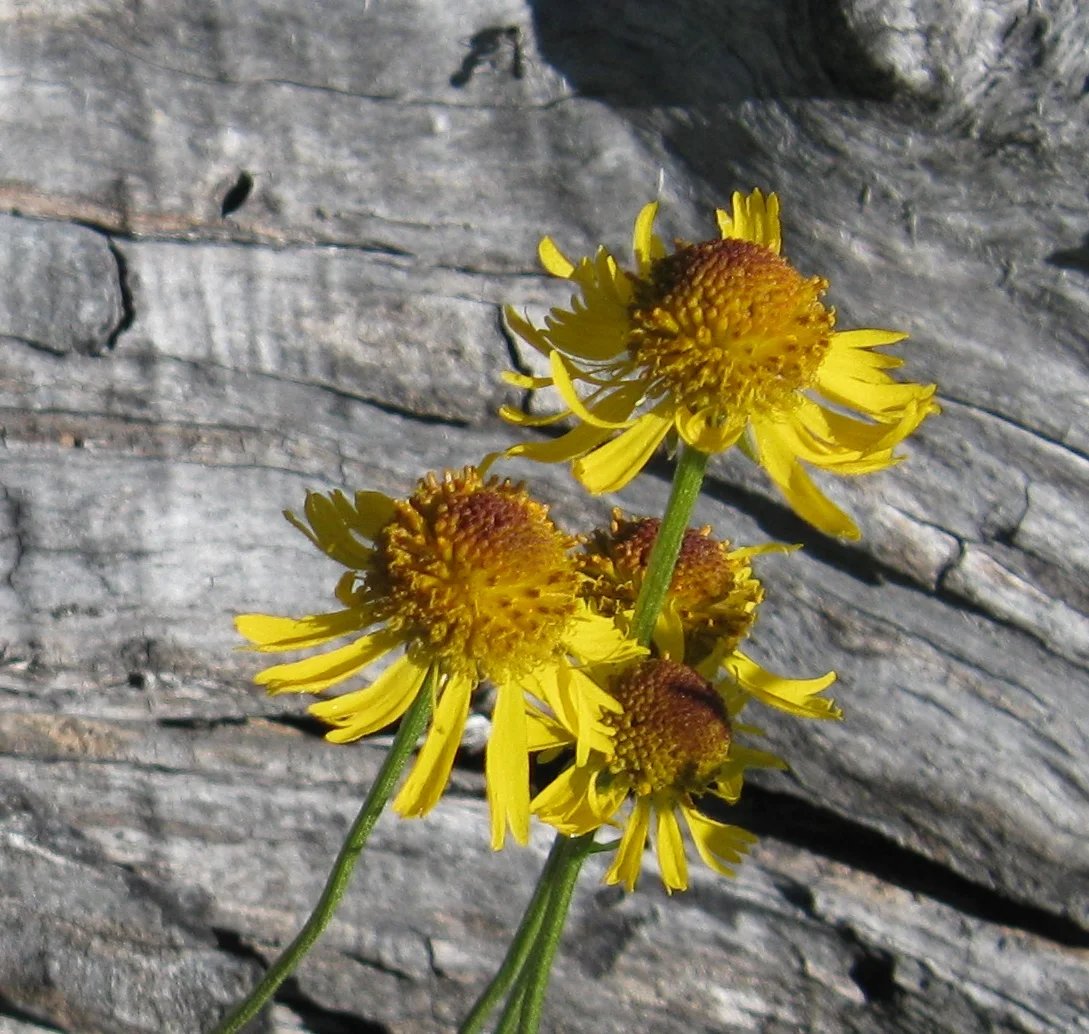 Introduction to Keying the Sunflowers (Asteraceae)