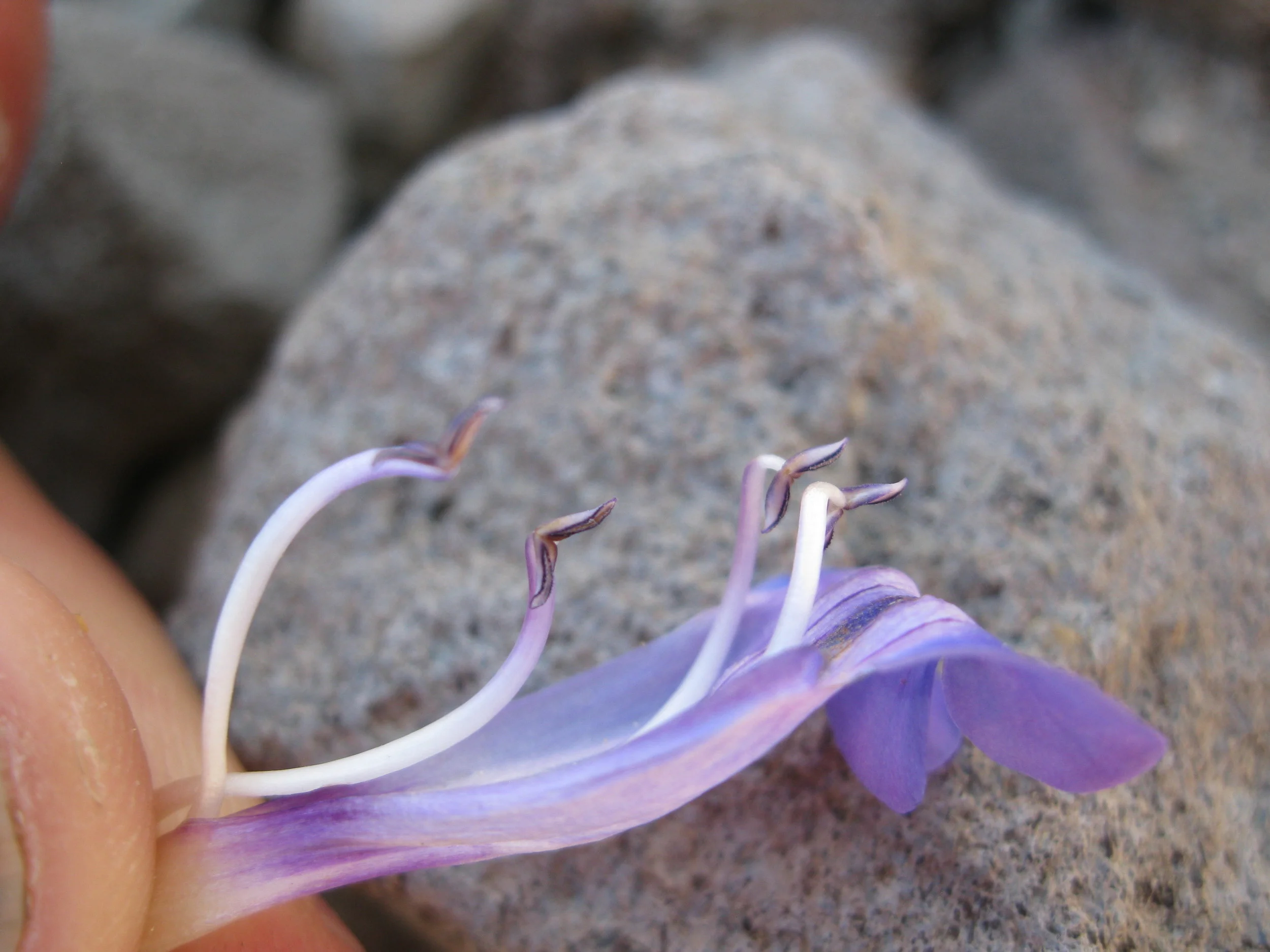 The 21st Friends of the Herbarium Annual Meeting