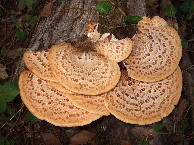 Mushroom Foraging and Identification WorkshopJanuary 17, 2016