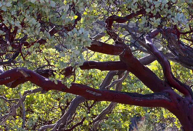 Manzanita of California