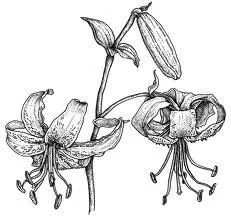 Botanical Illustration Workshop