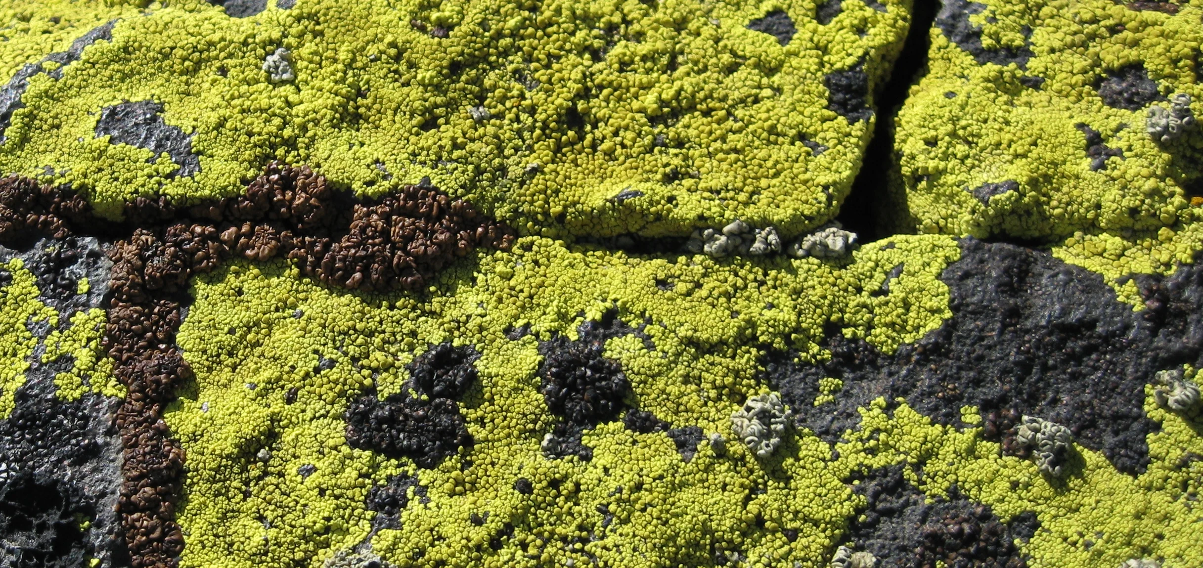 Rosettes, Jellies, and Frosts – in-depth with four lichen genera