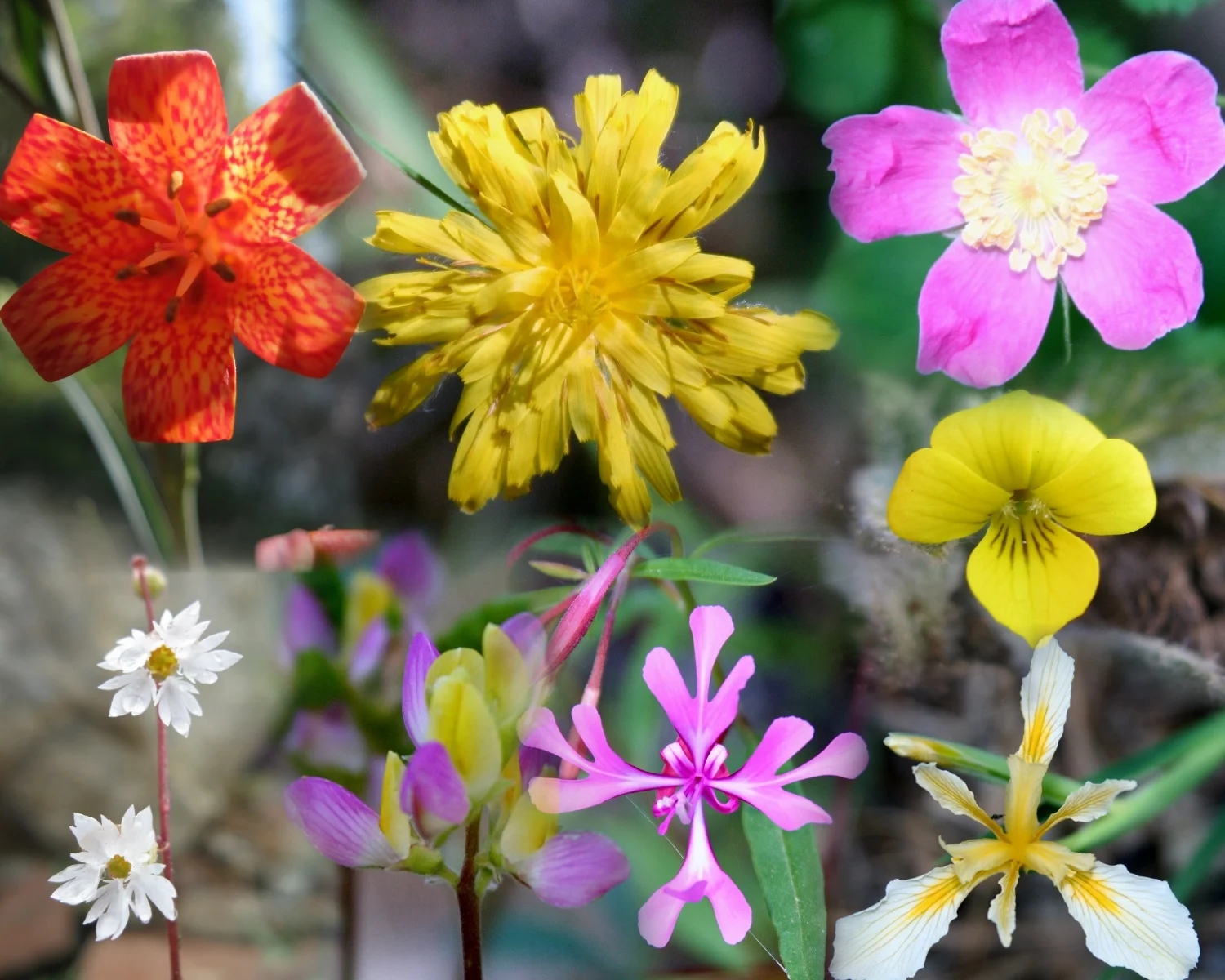 Plant Families in the Garden and in the Wild