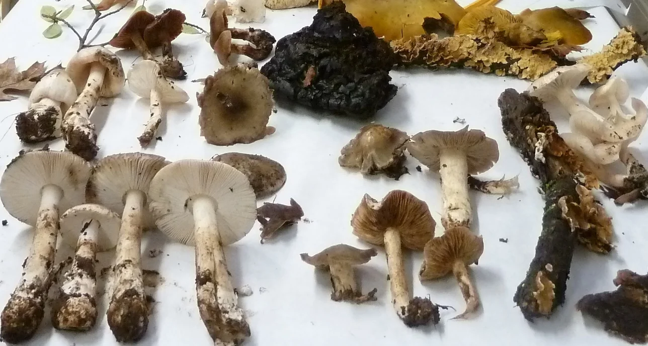 Mushroom Foraging and Identification