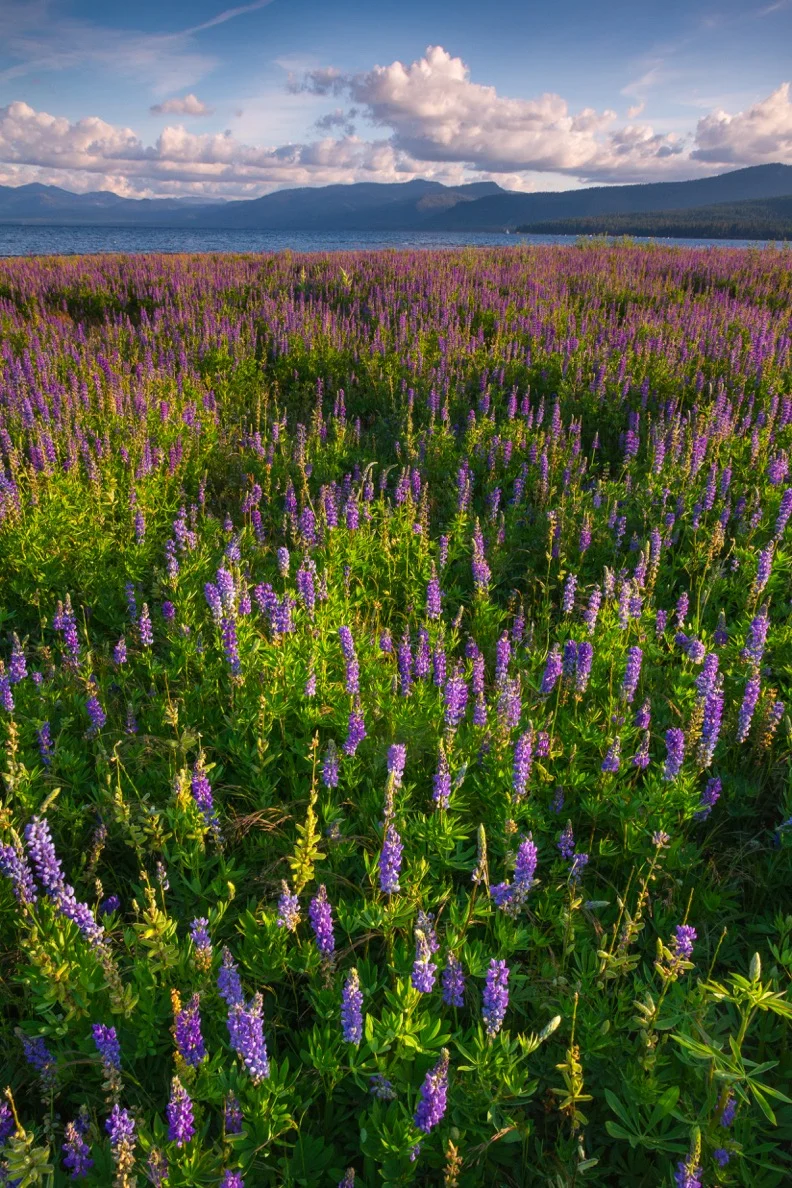 CANCELEDPhotography WorkshopNative Flowers as Compositional Elements