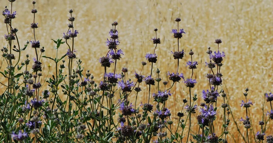 Friends of the Chico State HerbariumAnnual Meeting