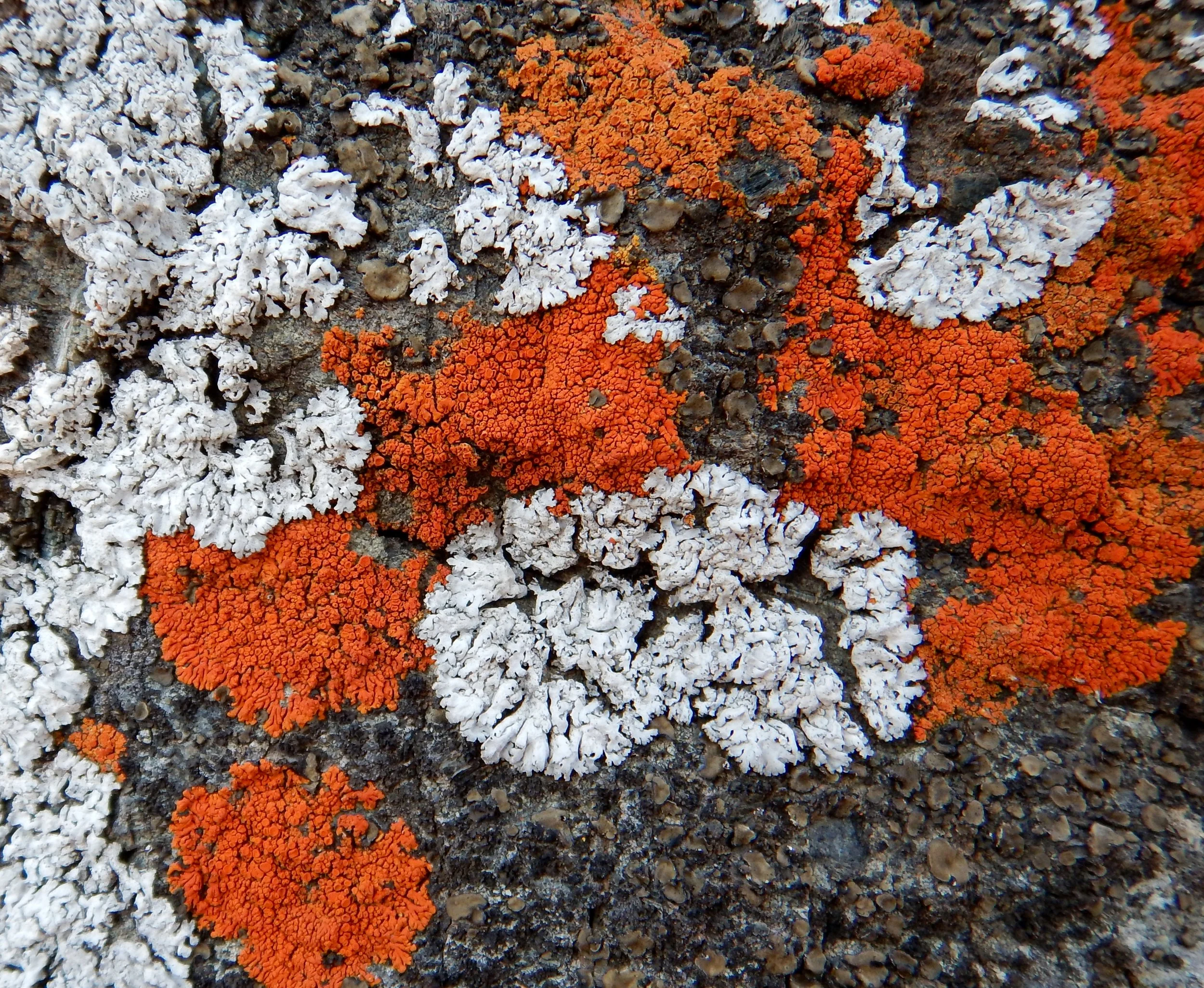 Identifying Lichens to Genus