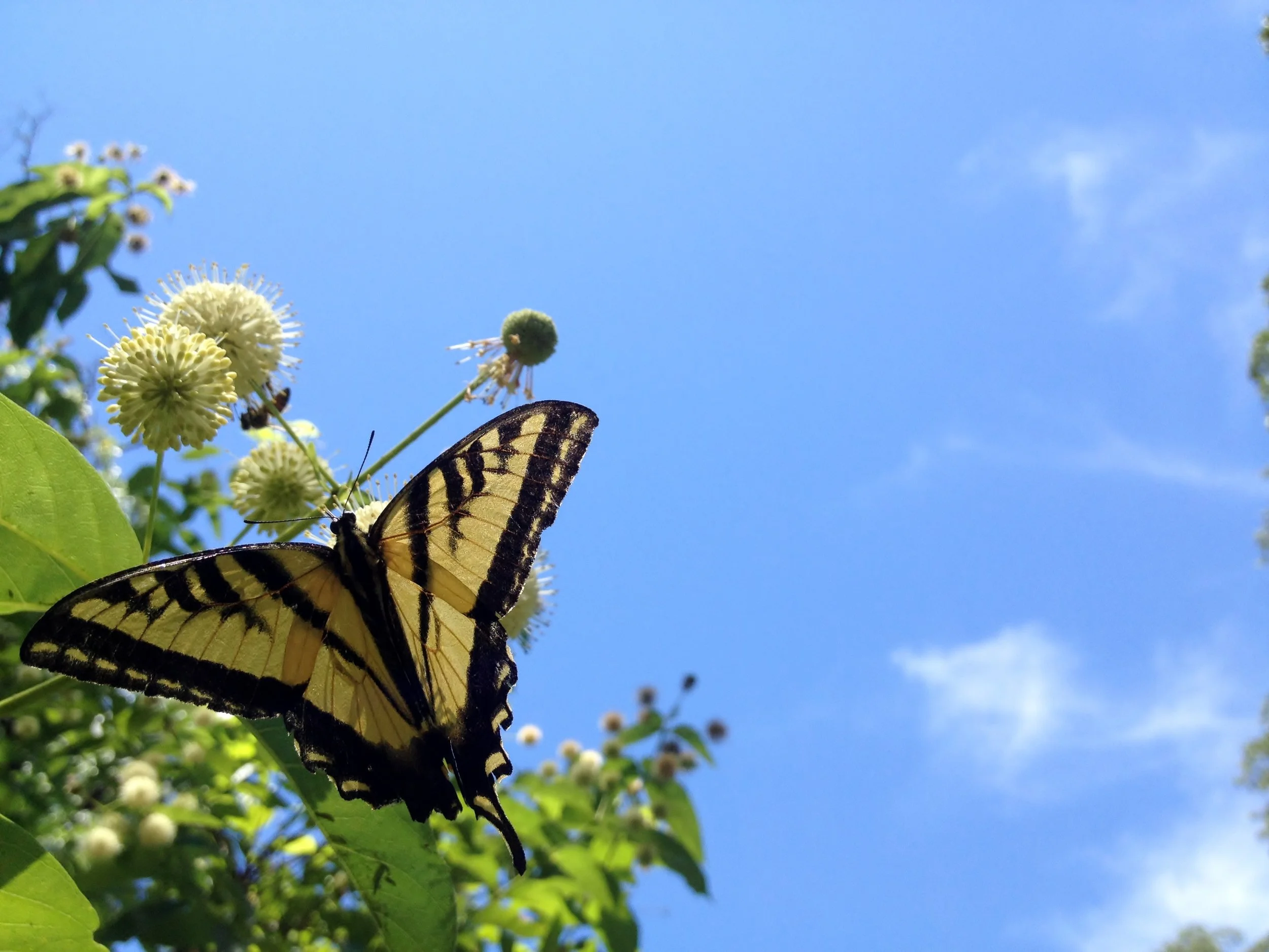 Butte County Butterflies and their Host Plant Affinities