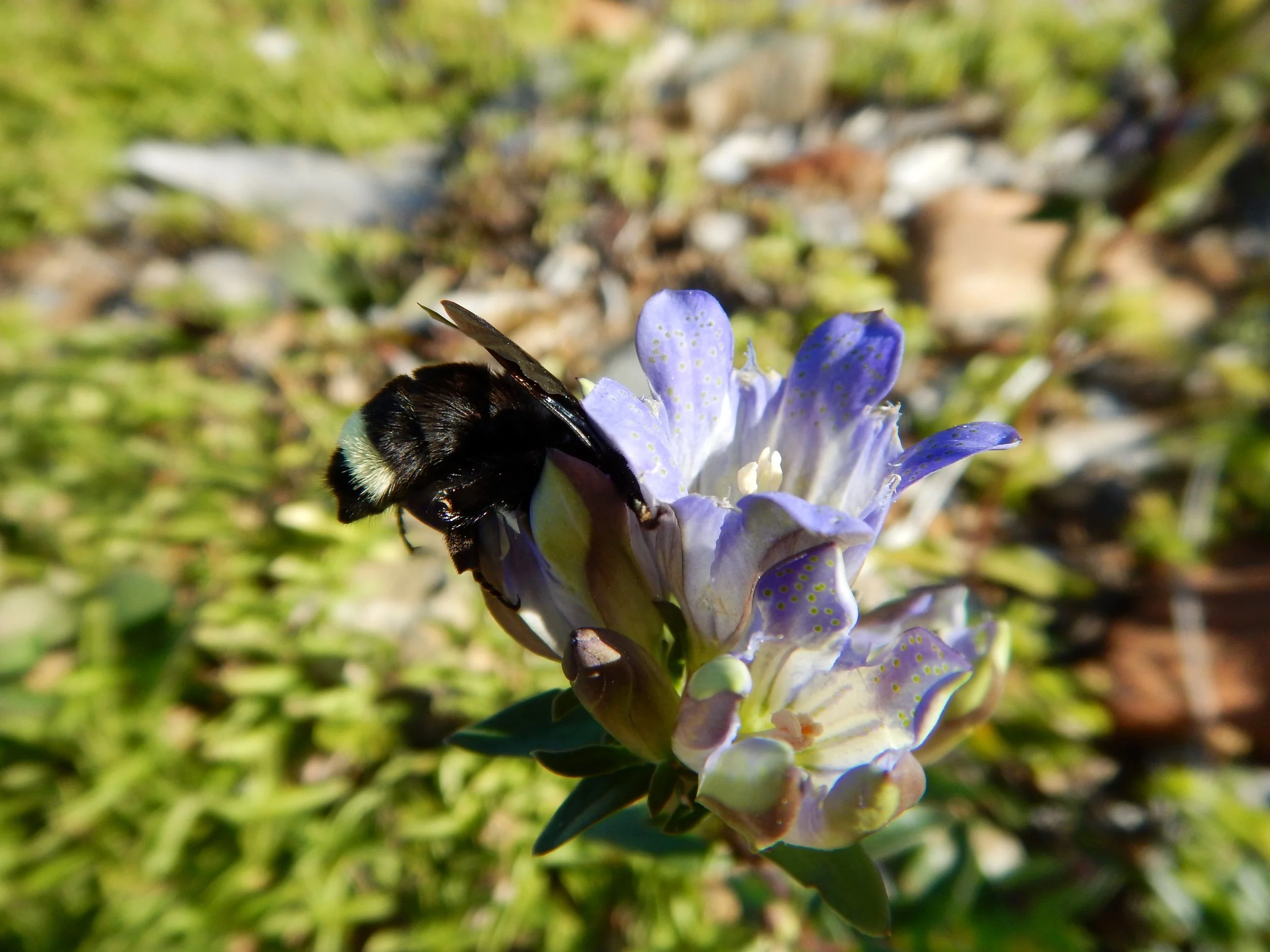 Native Bees as Pollinators