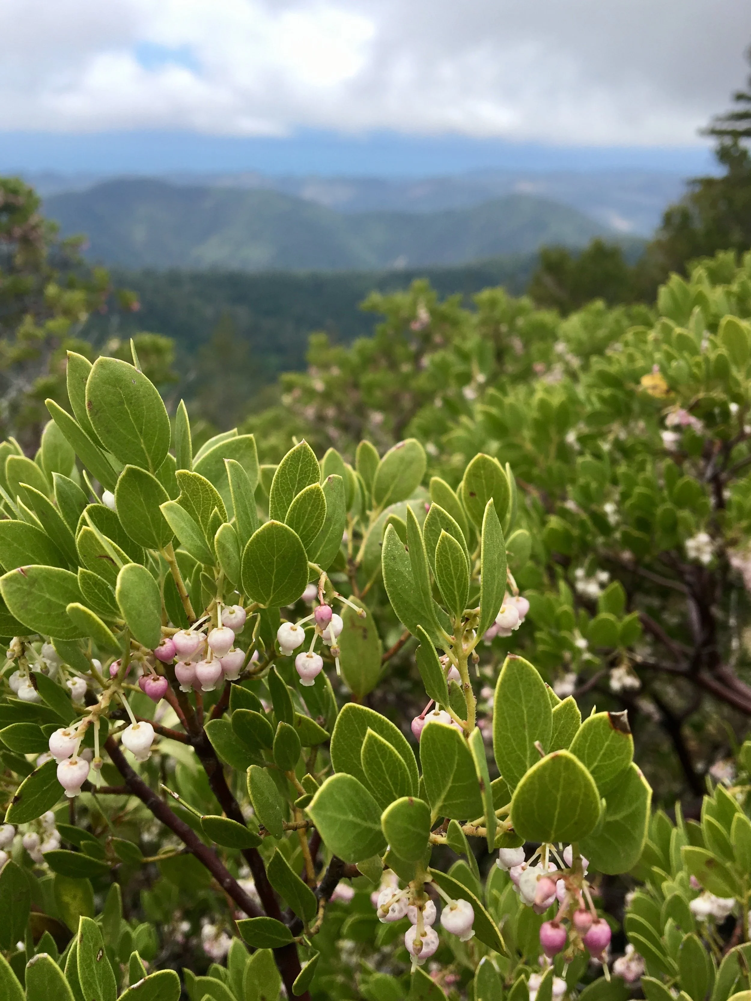 Introduction to Keying Manzanitas (Arctostaphylos, Ericaceae)