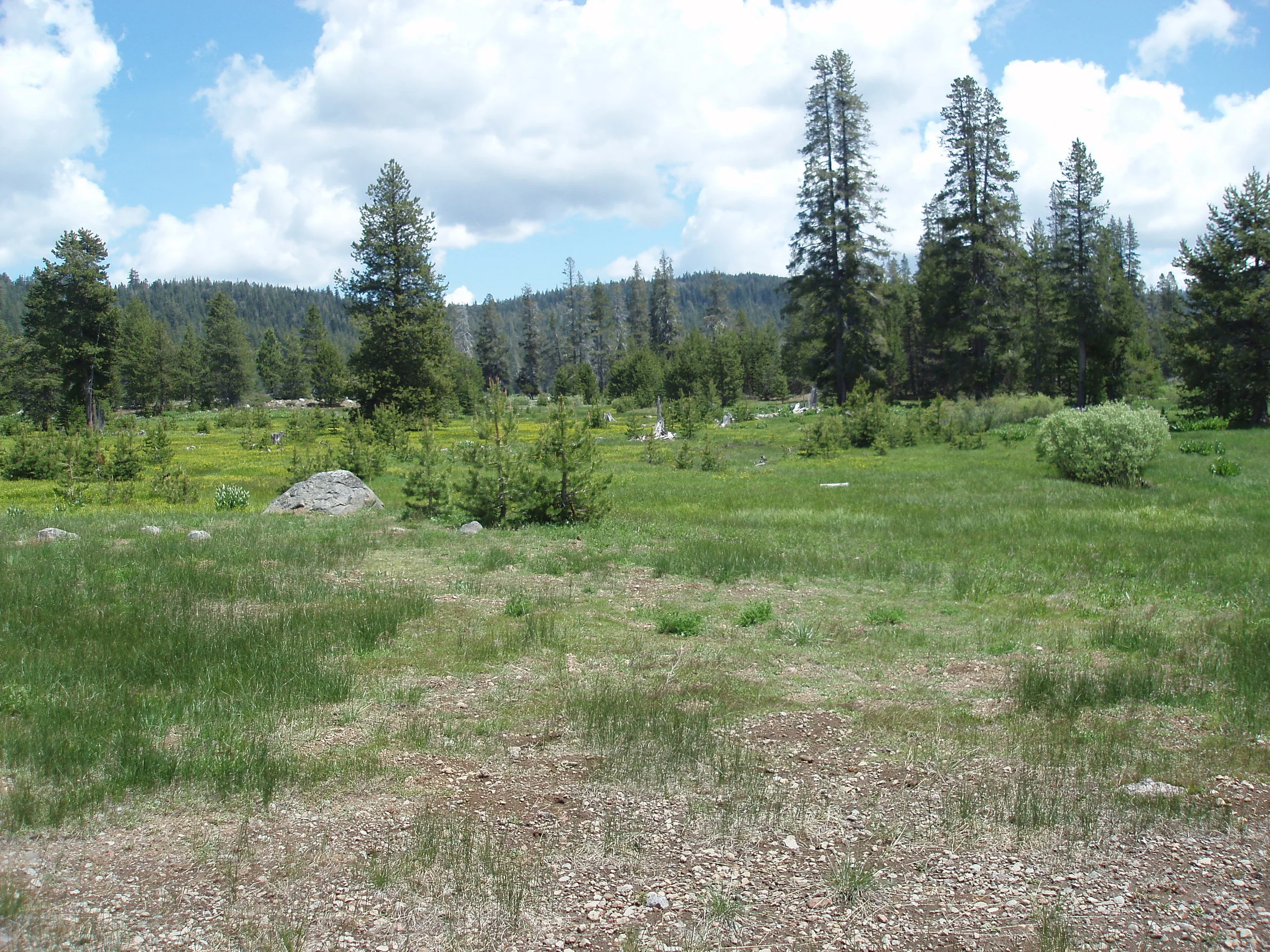 A Subalpine Meadow Phytoblitz