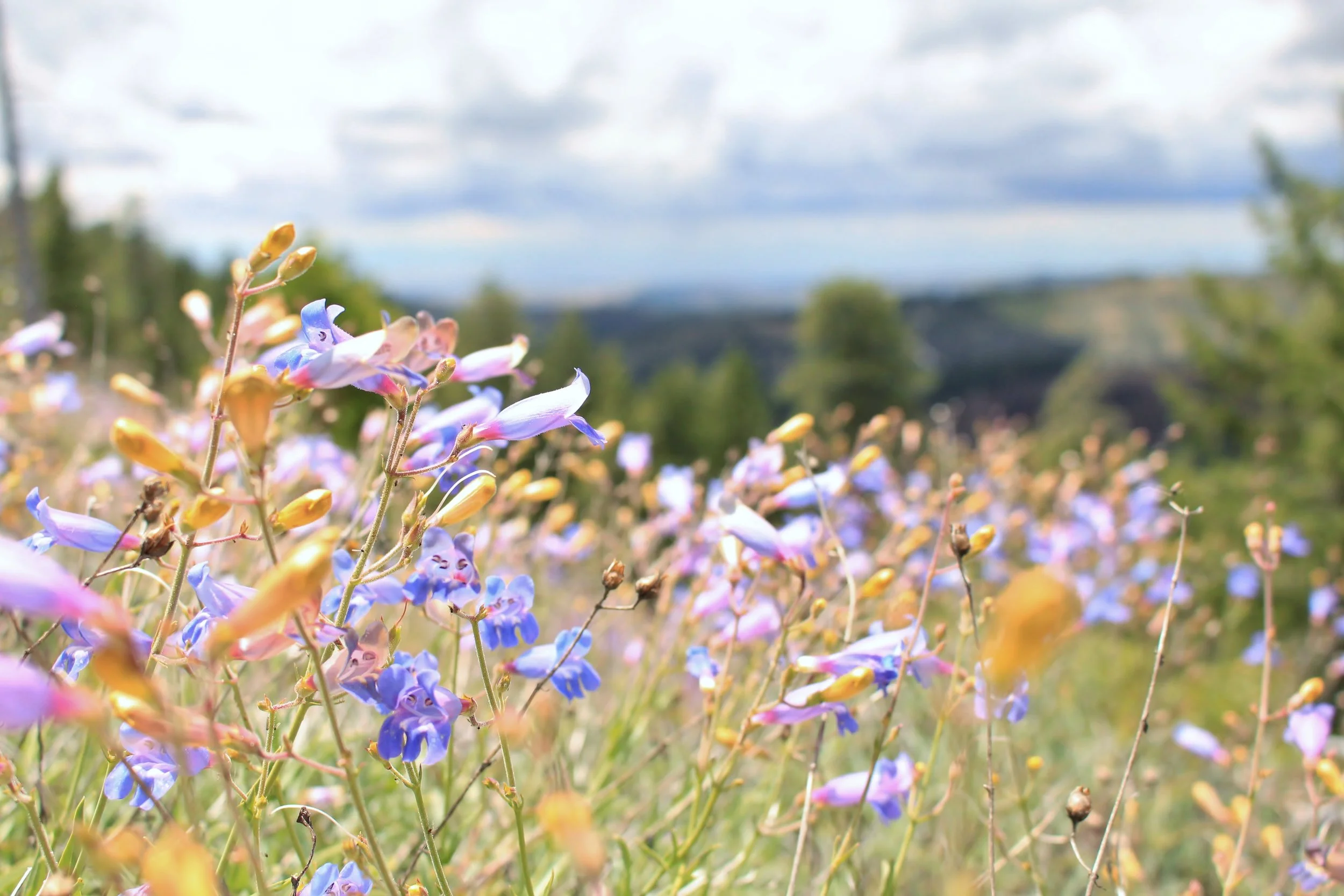 Friends of the Chico State Herbarium Annual Meeting and Special Presentation