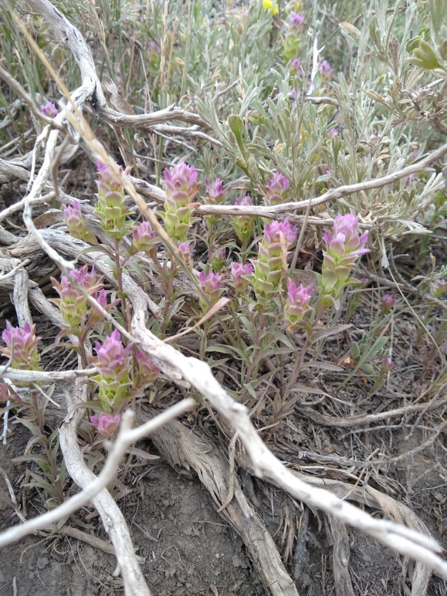 1 - Orthocarpus cuspidatus ssp. cryptanthus