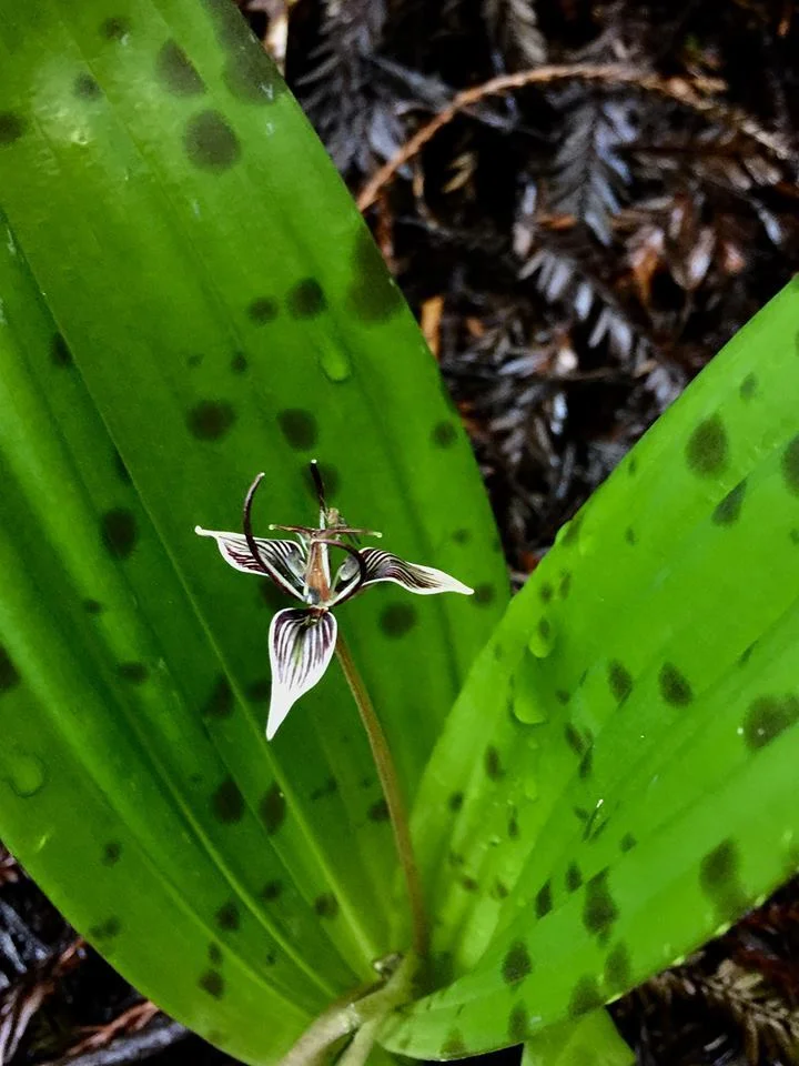 4 - Scoliopus bigelovii (California fetid adderstongue)