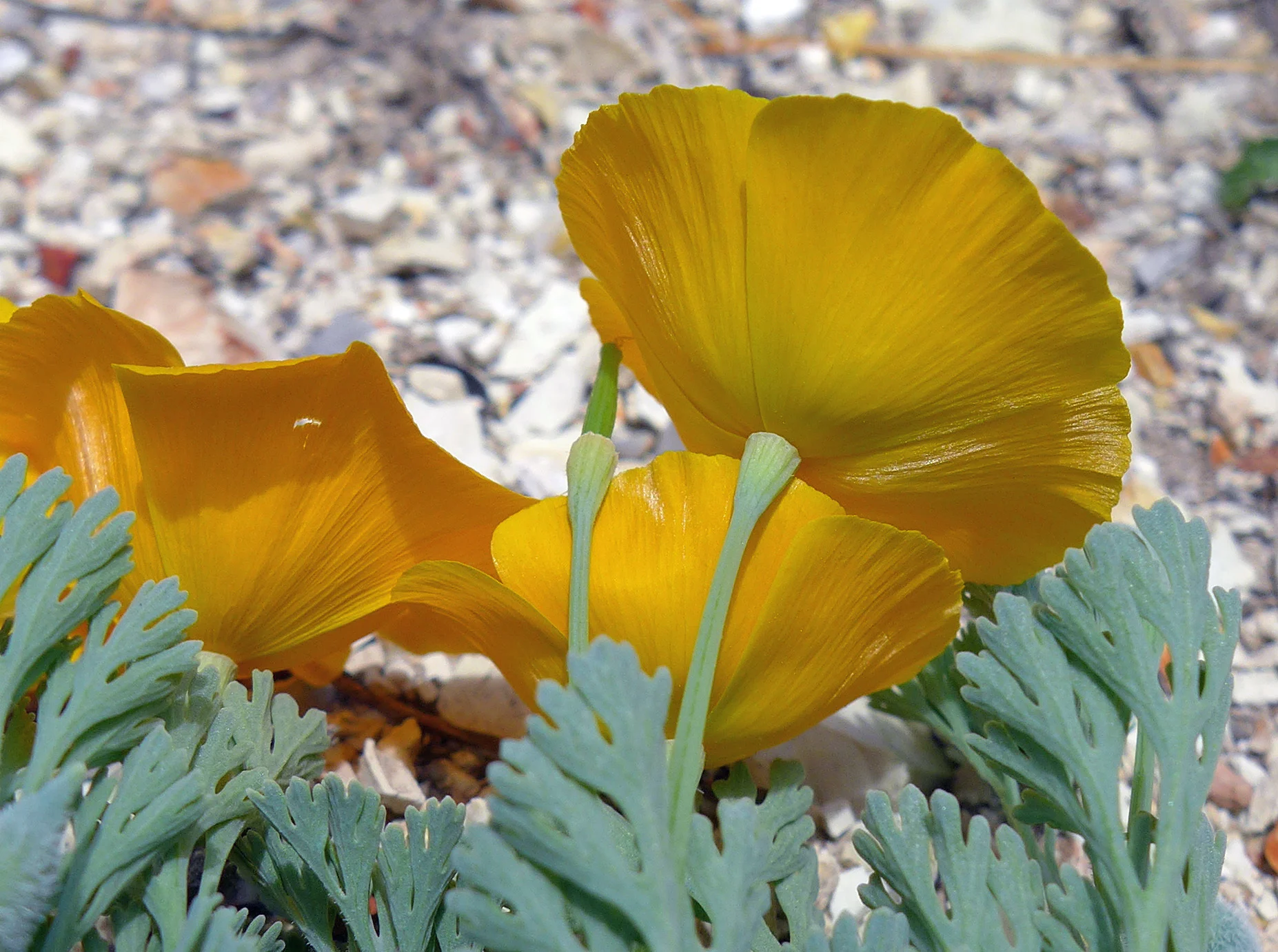 5 - San Benito poppy (Eschscholzia hypecoides), Monterey County