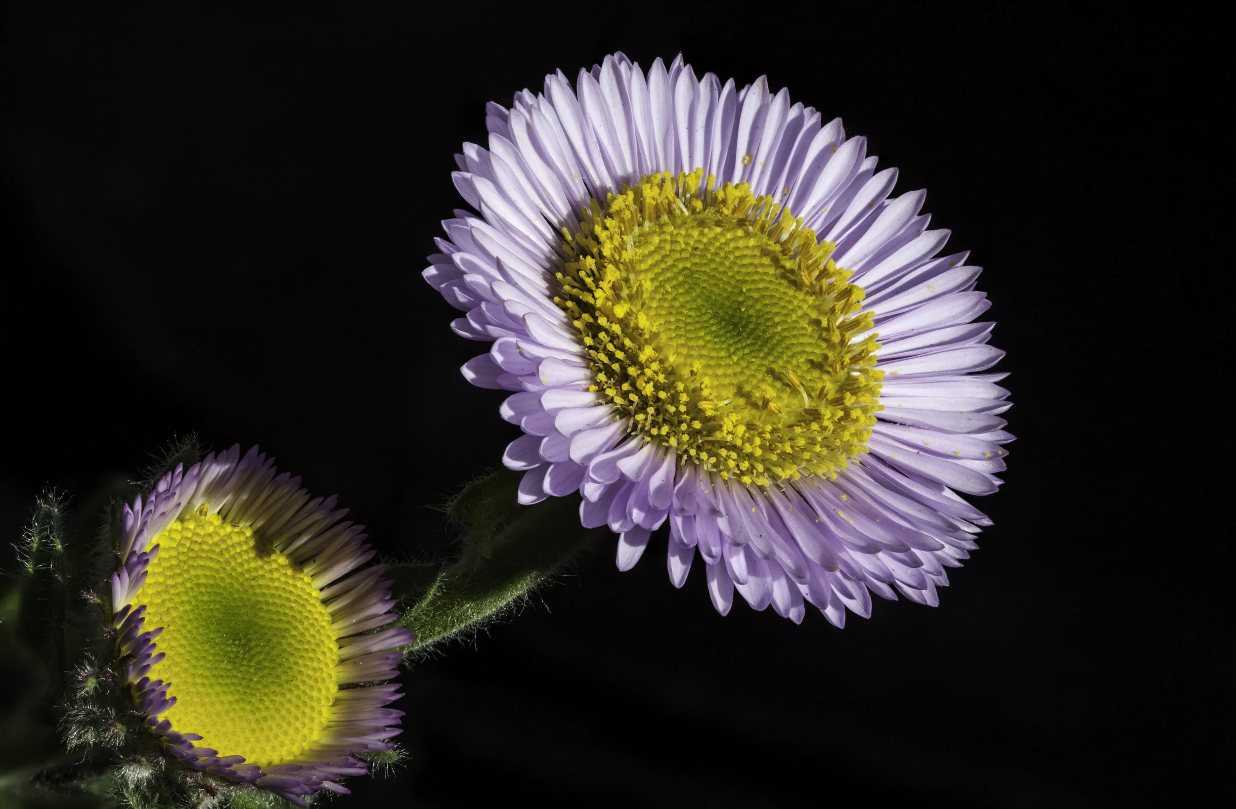 6 - Seaside Daisy