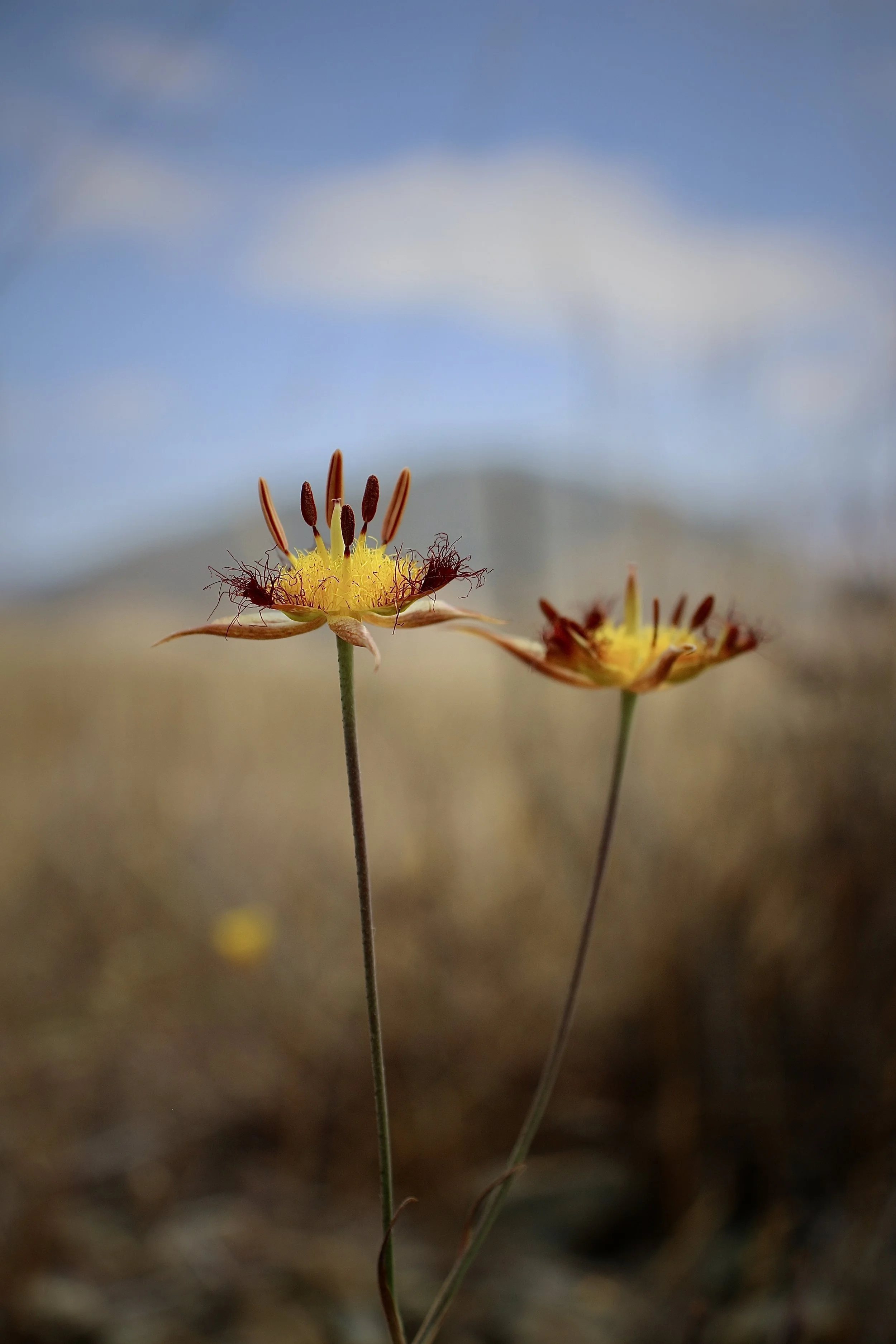 8 - Calochortus obispoensis. San Luis Obispo Co., June 2018.