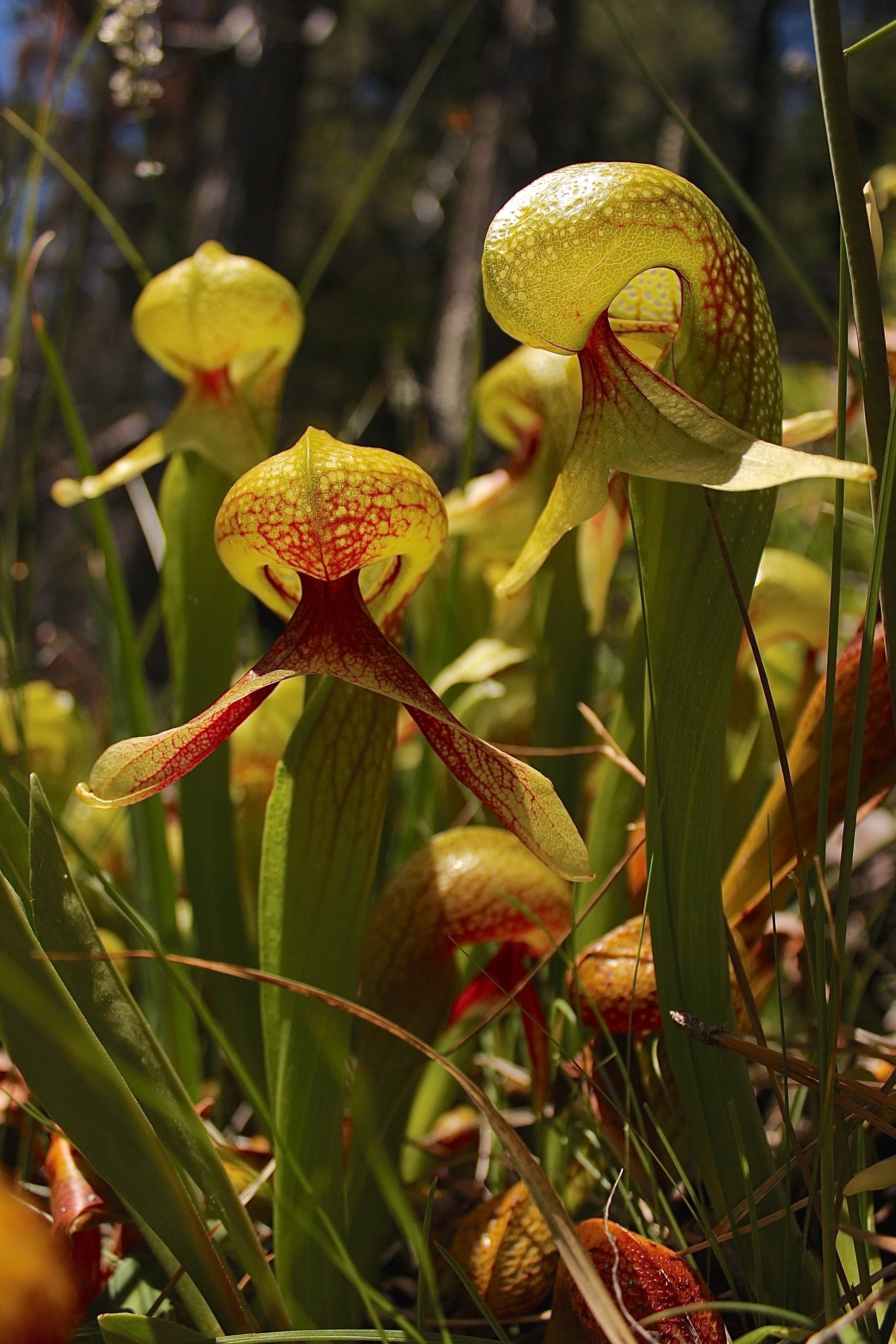 11 - Darlingtonia californica