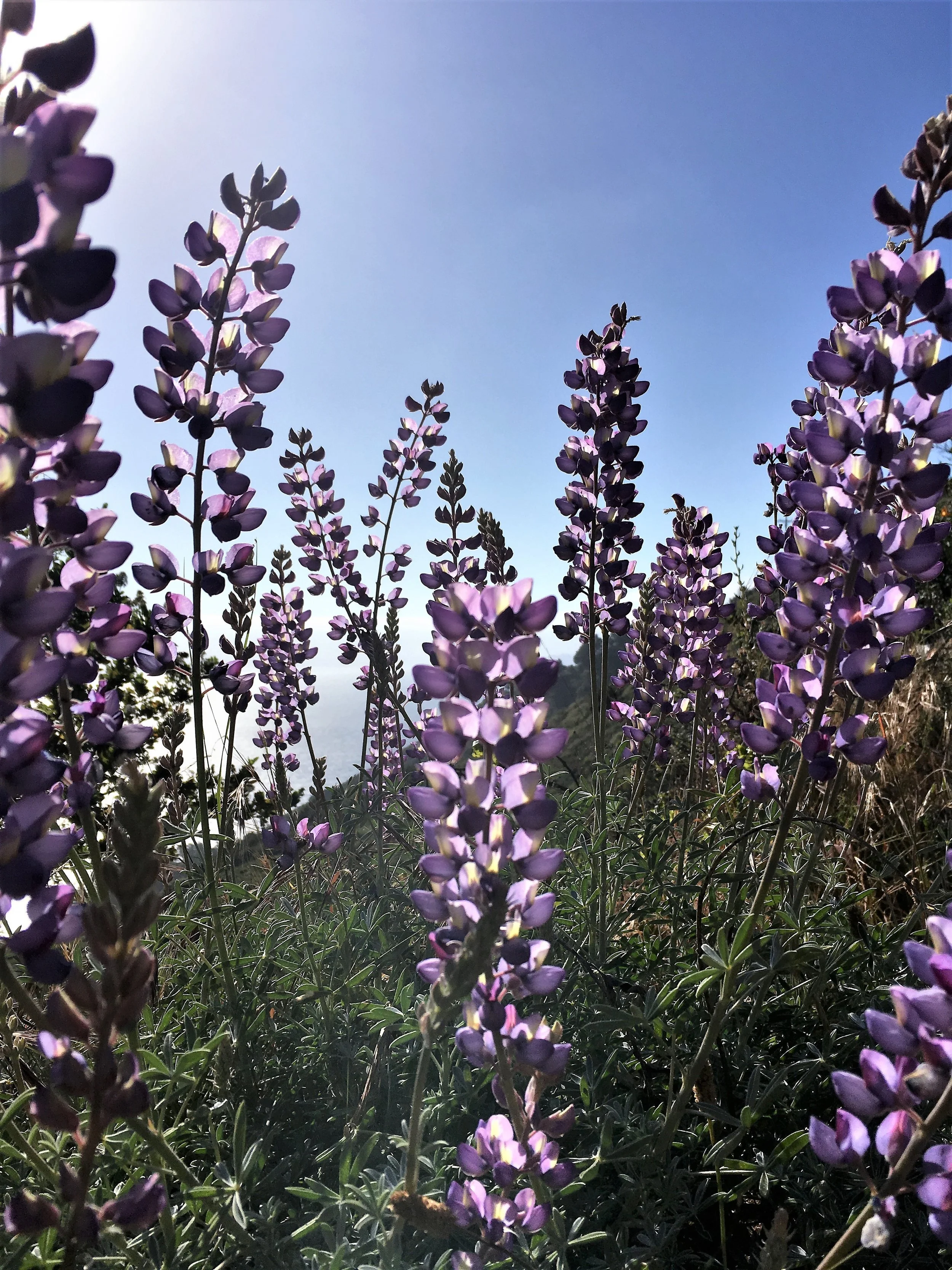 17 - Silver Bush Lupine Forest