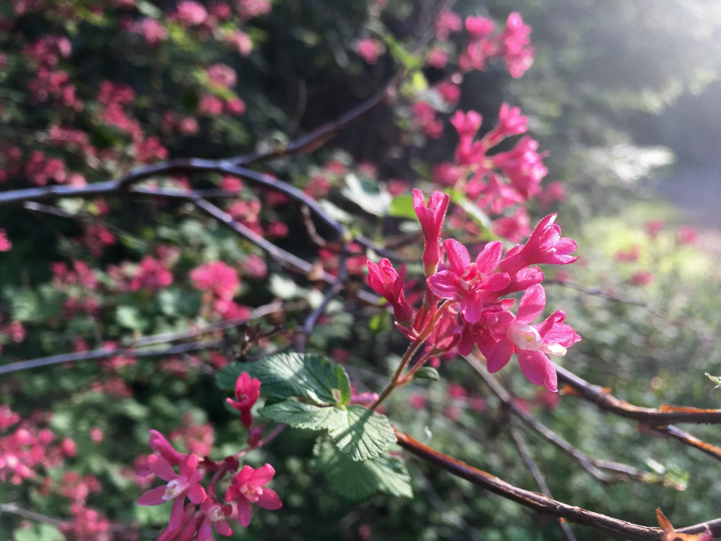 18 - Ribes sanguineum in bloom, Shasta-Trinity National Forest
