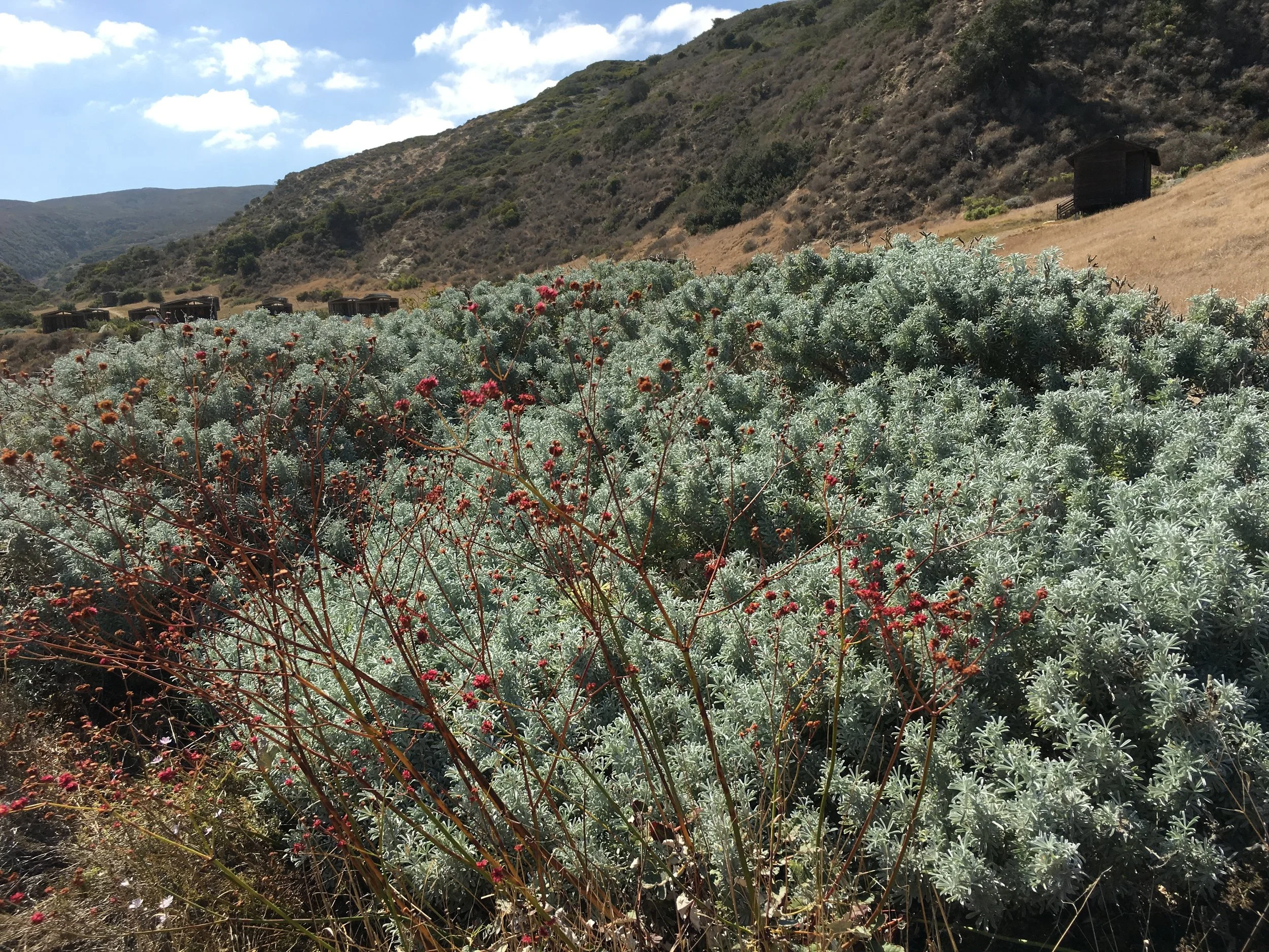 22 - Santa Cruz Island Buckwheat