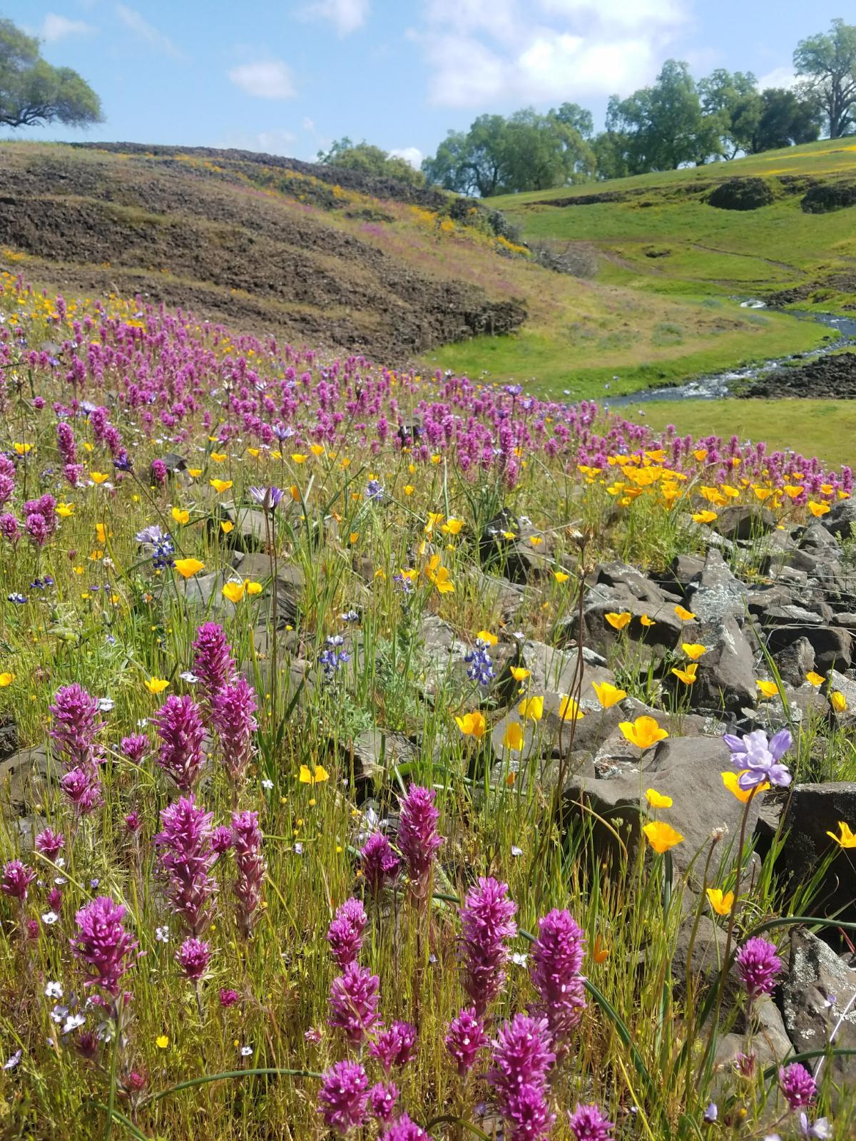 28 - Adventures of Castilleja and Eschscholzia at Table Mountain