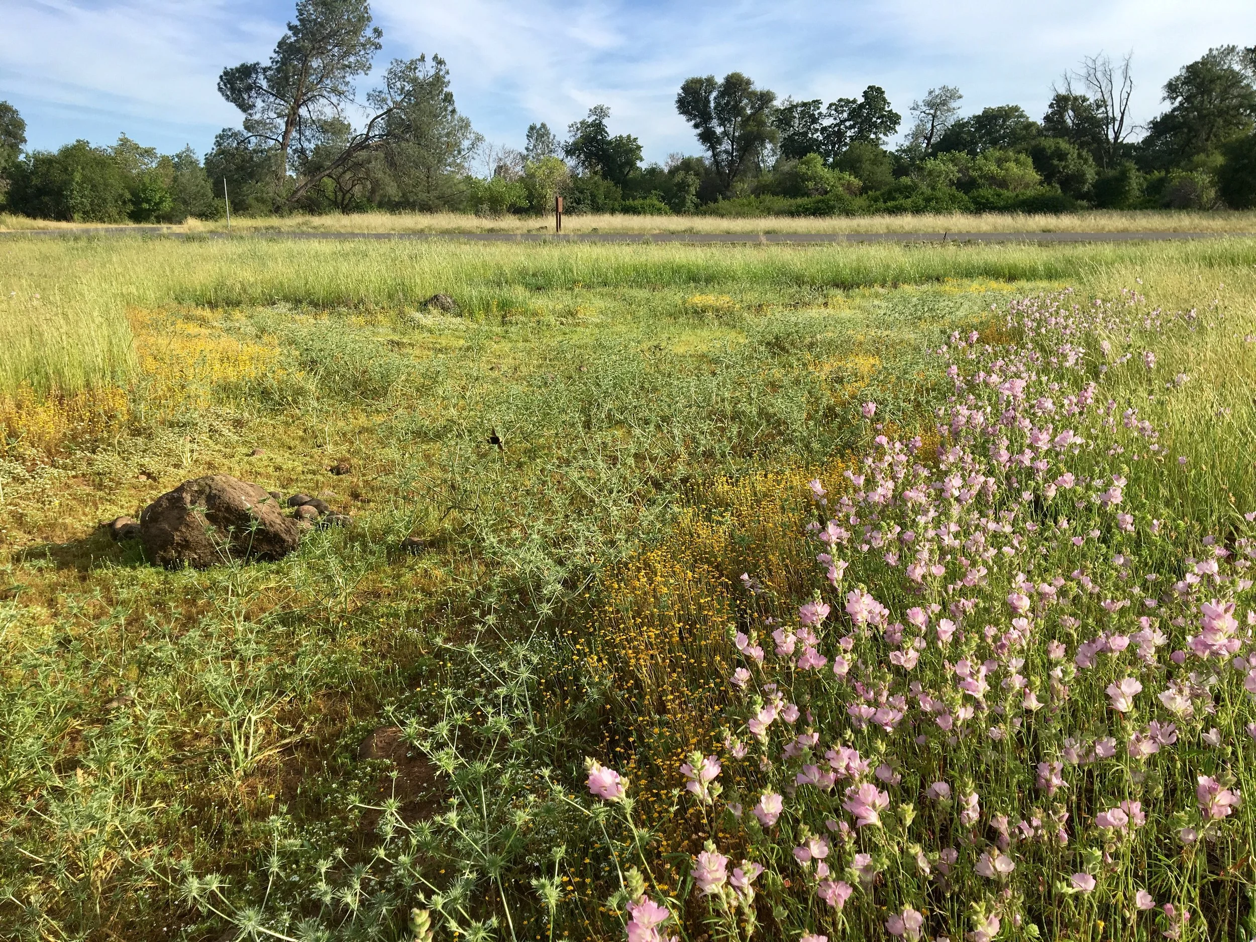 Identification of Plants from Vernal Pools of Northern California 