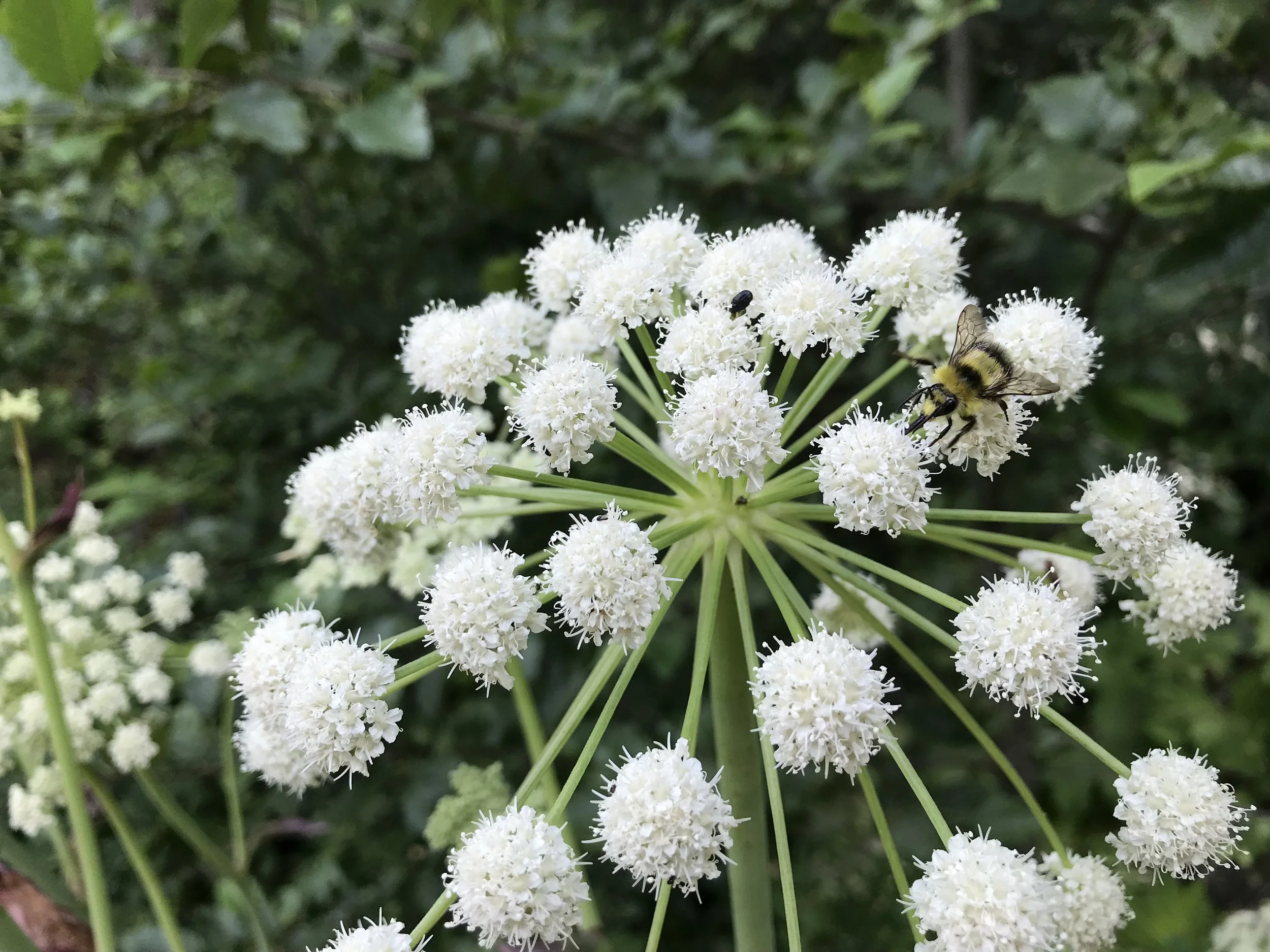 Native Bees as Pollinators