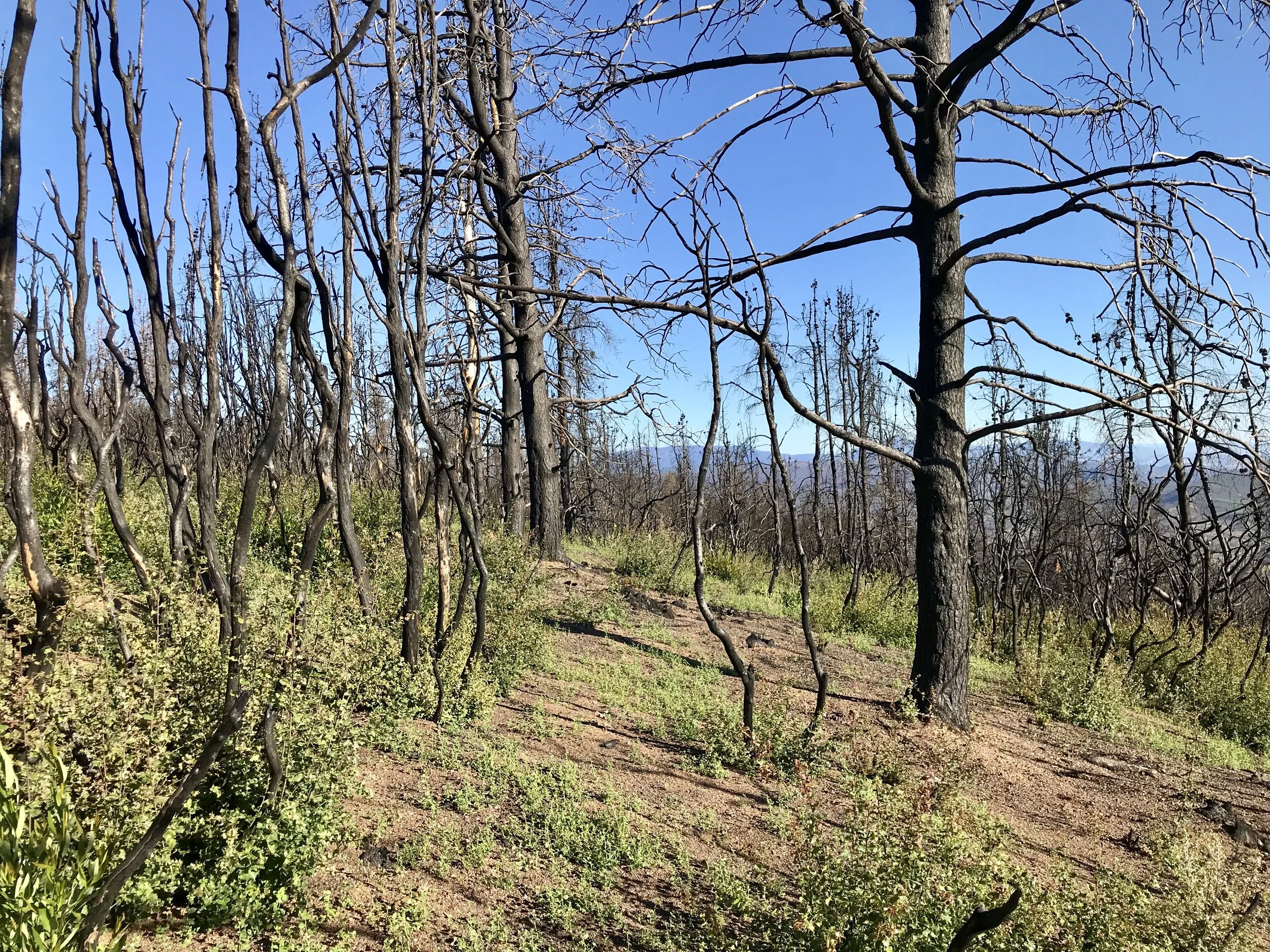 Fire‐Injured Trees: Predicting Mortality and Assessing Hazard 