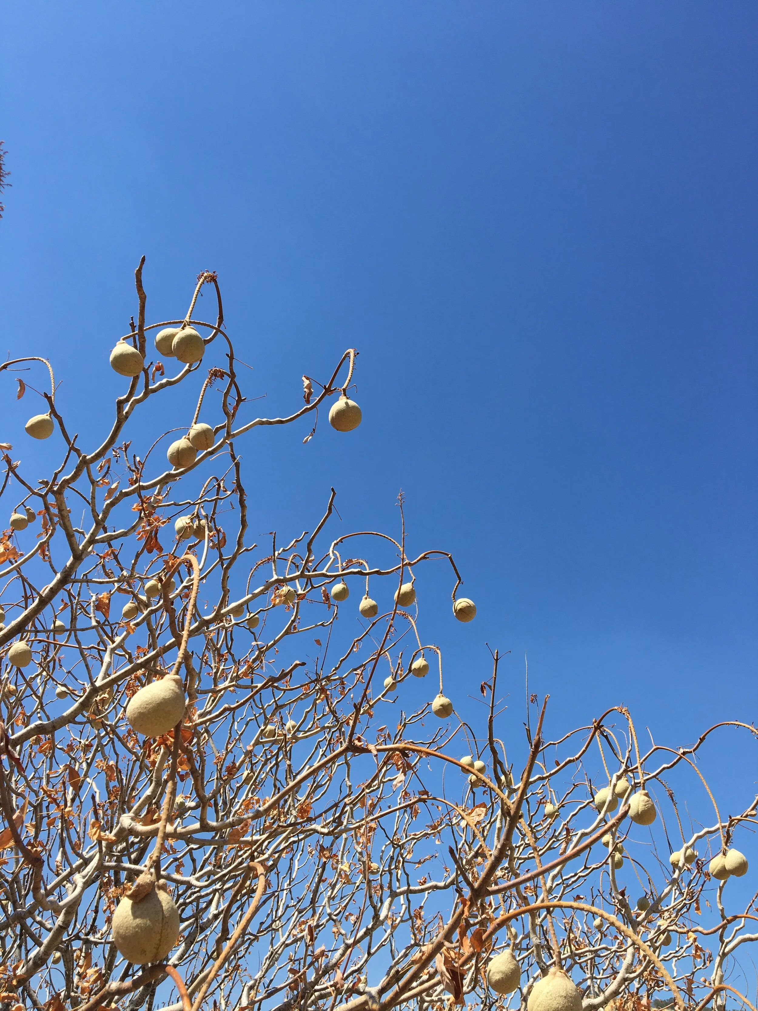 California Plant Uses: People, Plants &amp; Culture