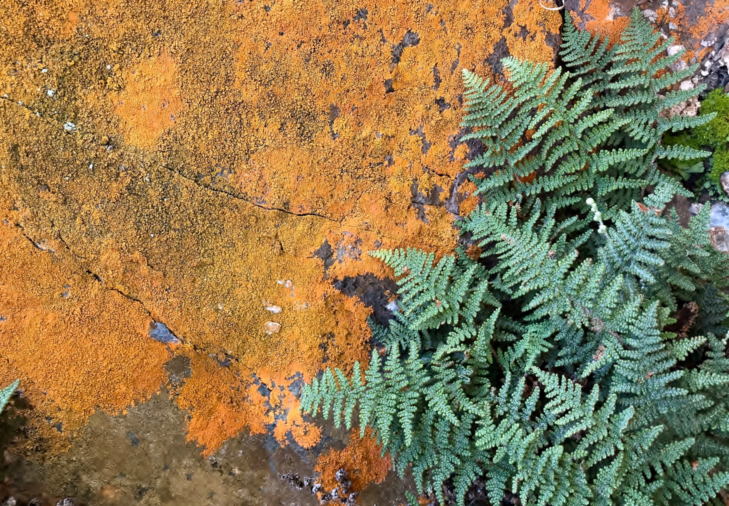 California Native Plant Photo Contest