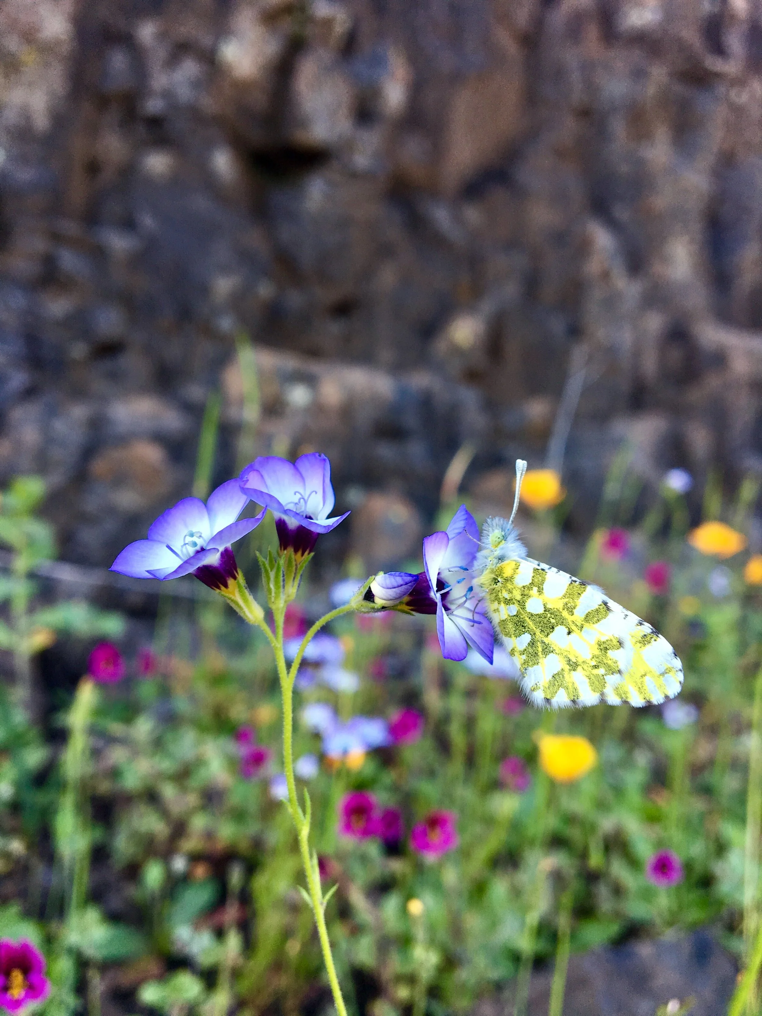 Ecology of Butterflies and Their Host Plants