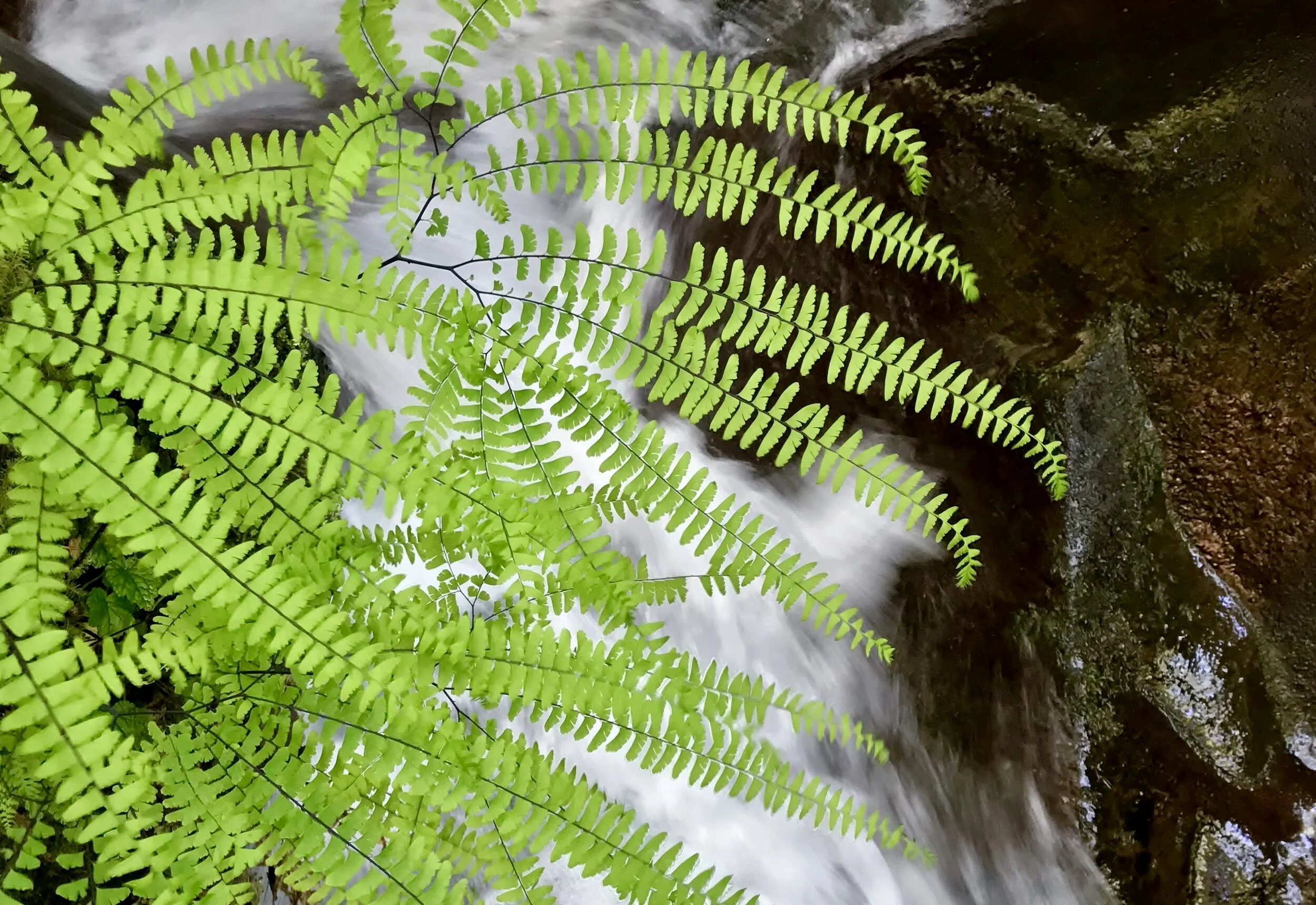 California Native Plant Photo Contest
